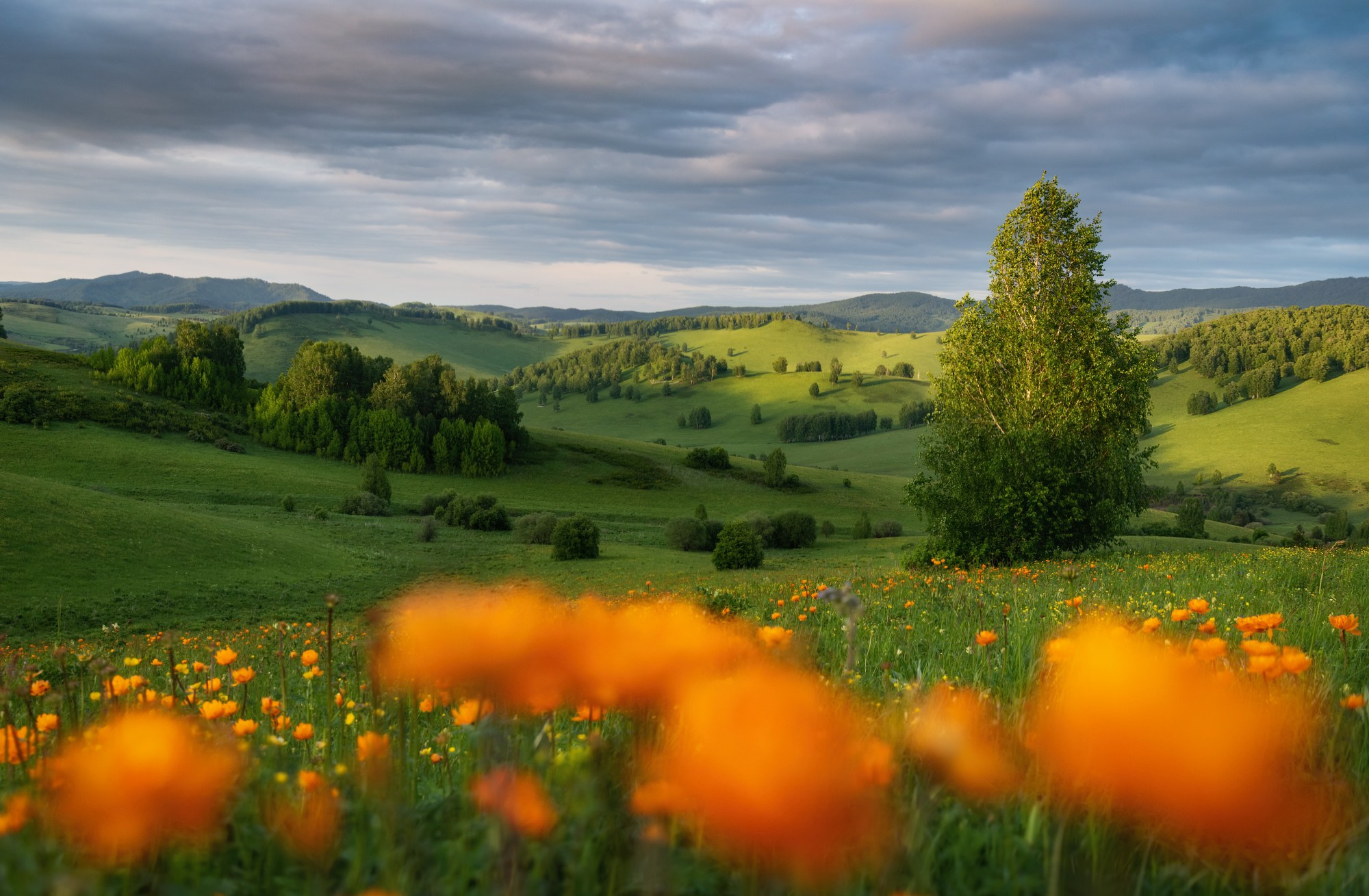 Цветение Купальницы азиатской в предгорьях Алтая. Профессиональный пейзажный фотограф Алёна Рубан