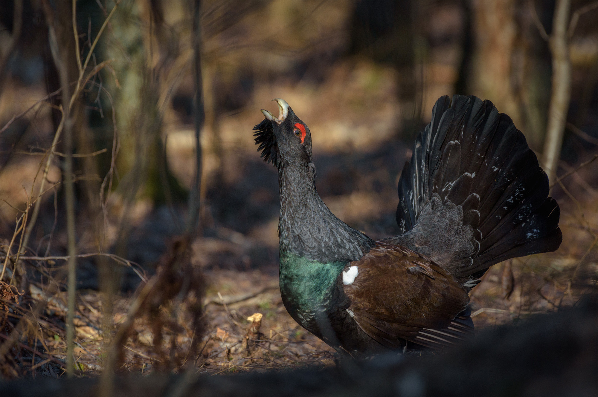фототуры, фототур, экспедиция, животные, приключение, путешествие, поездка, глухарь, туры выходного дня, туры по России, фототуры по России, дикая природа