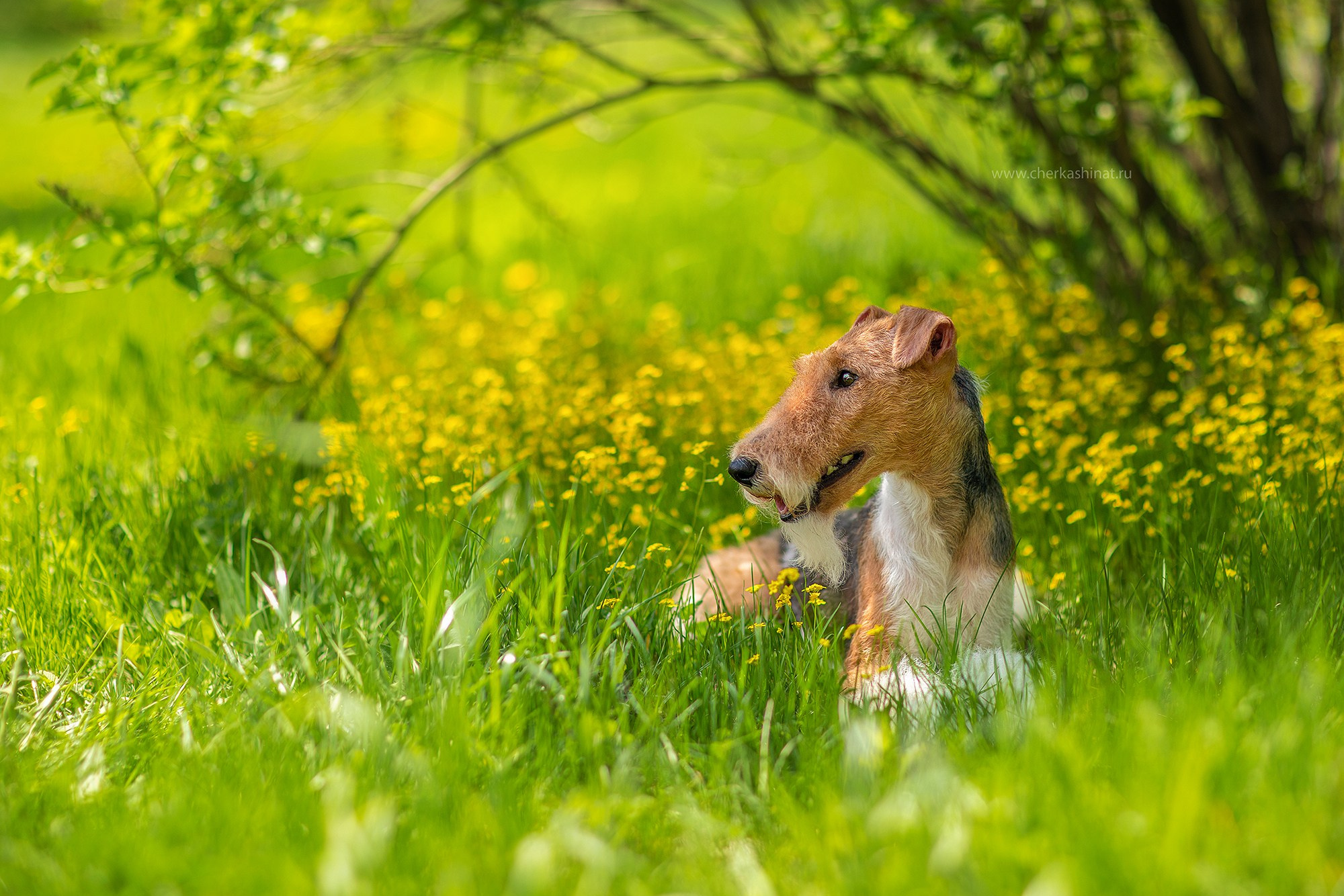 Для клиентов. Фотограф для Вашей собаки