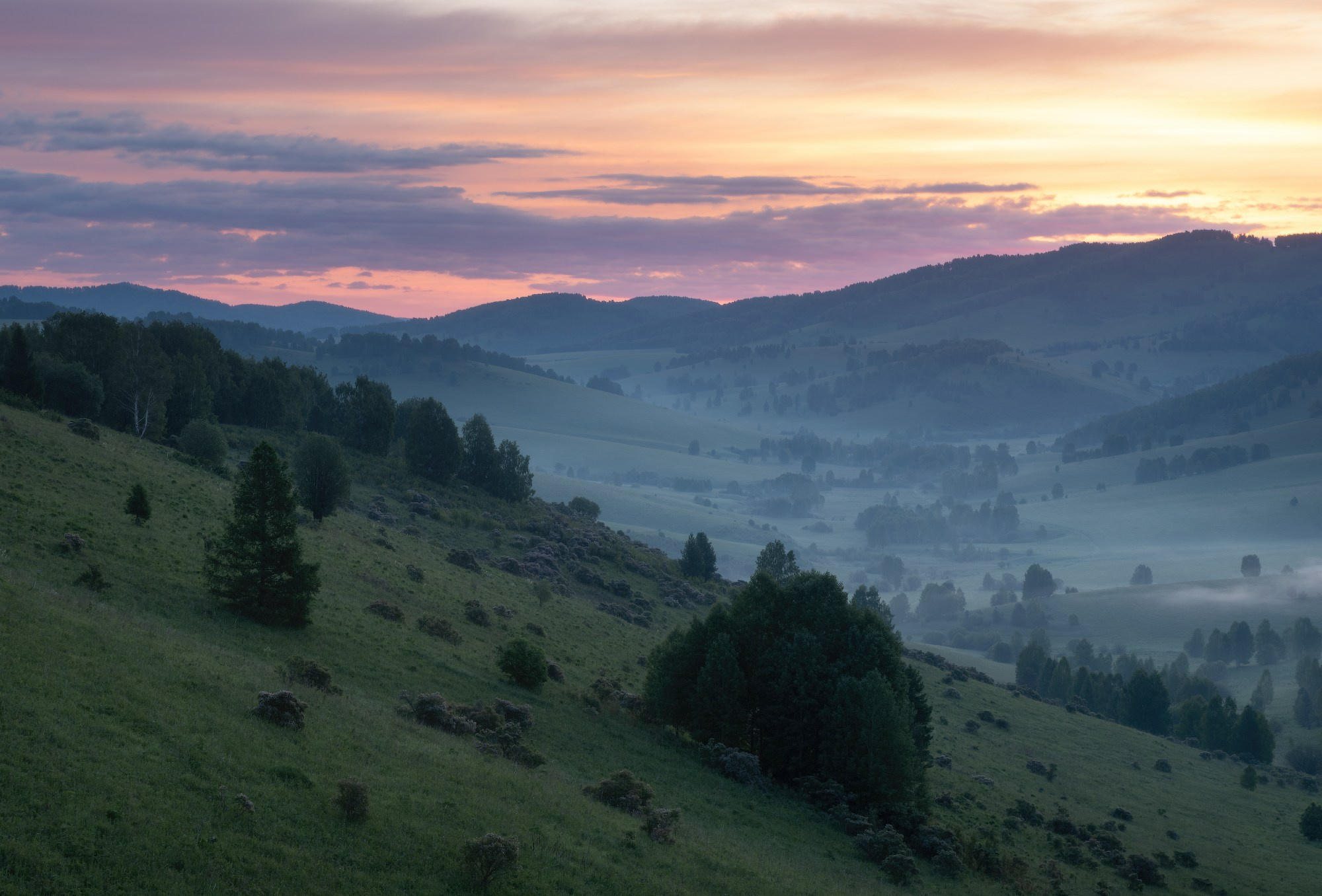 Цветение Купальницы азиатской в предгорьях Алтая. Профессиональный пейзажный фотограф Алёна Рубан