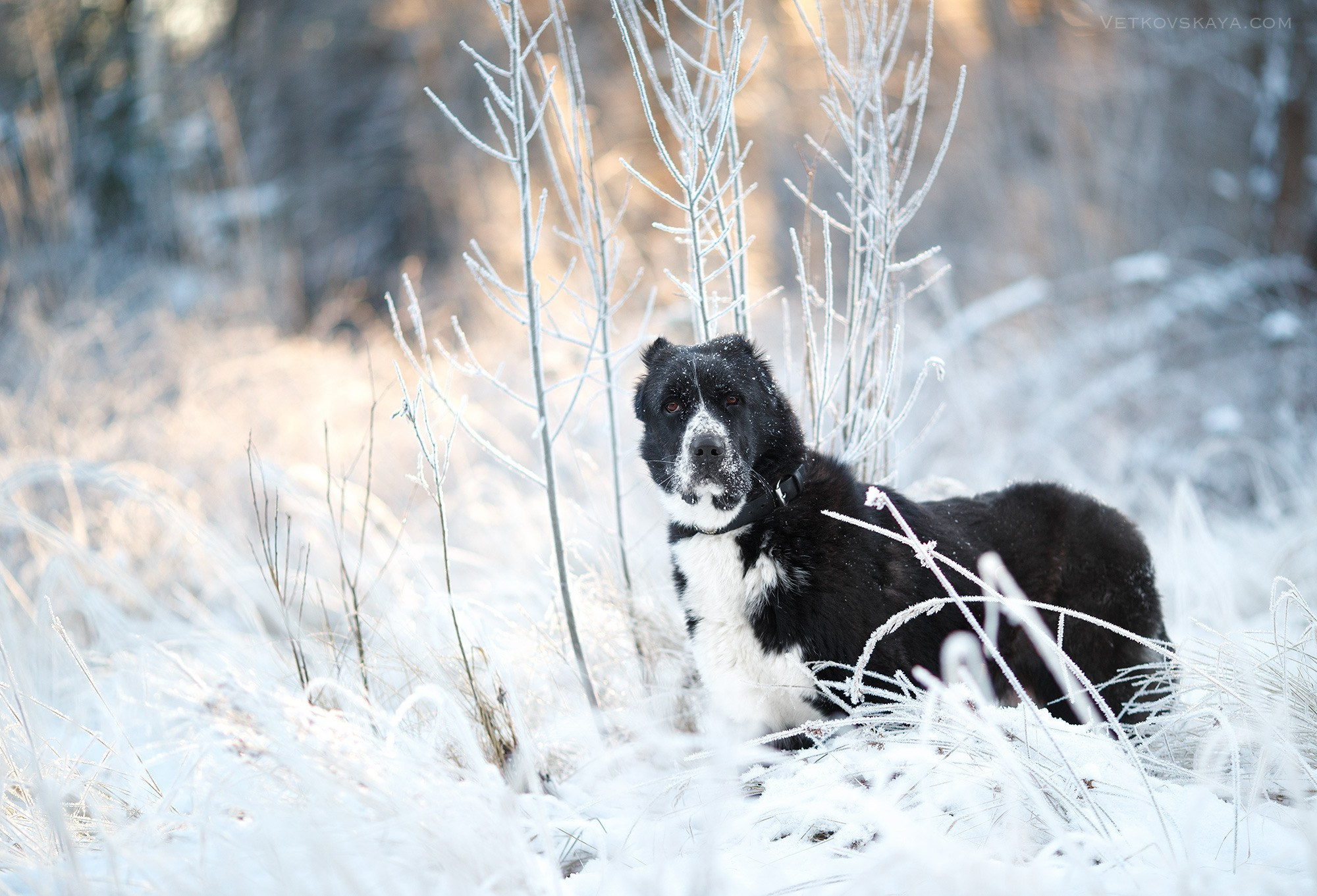 Онлайн-курс по съемке собак. Фотограф Анастасия Ветковская, Москва