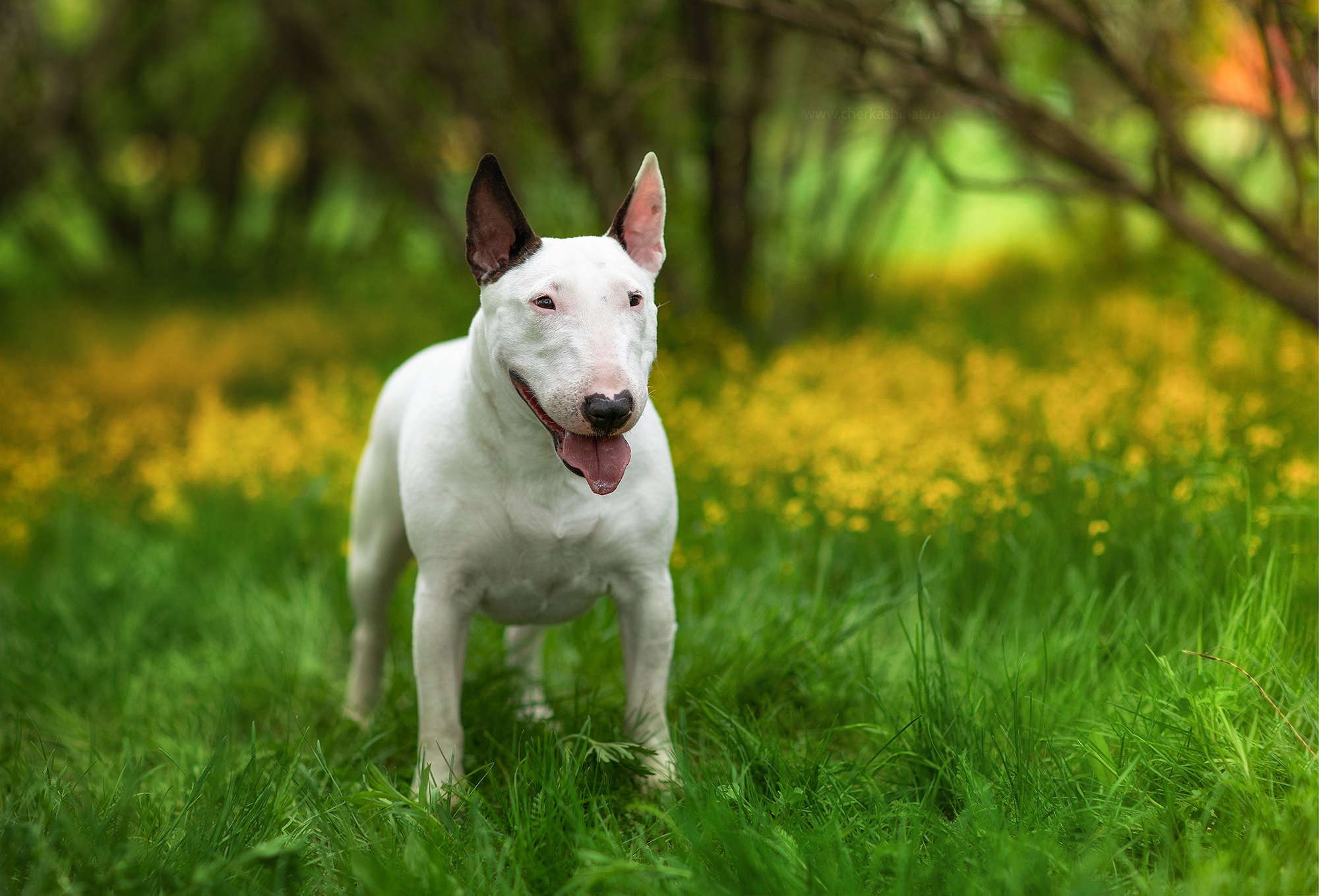Для клиентов. Фотограф для Вашей собаки