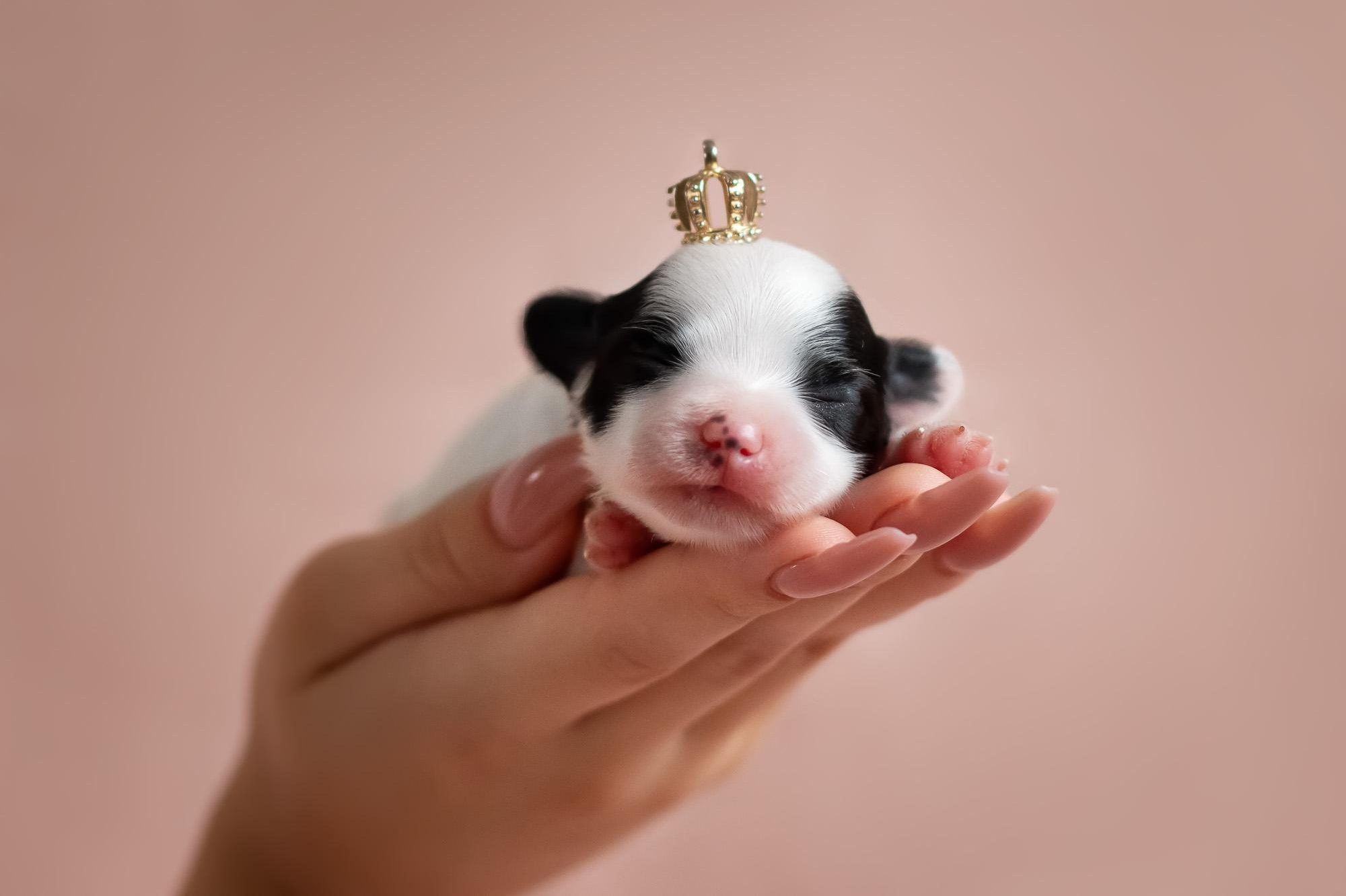 Прайс на фотосъемку (фотосессия щенков, экстерьерная съемка, репортаж). Фотограф анималист, семейный фотограф, фотограф собак Комратова Мария. г. Москва