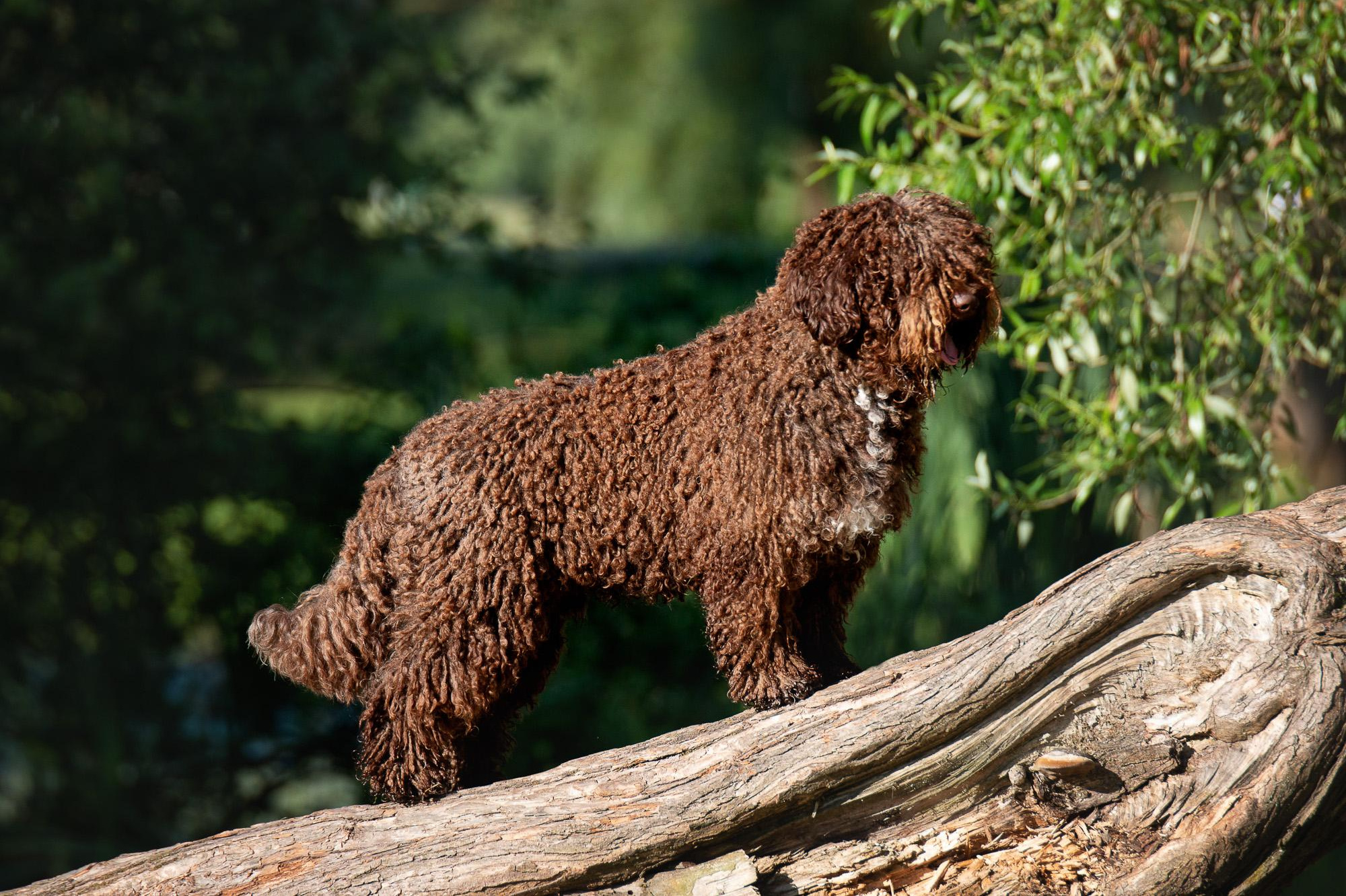 Прайс на фотосъемку (фотосессия щенков, экстерьерная съемка, репортаж). Фотограф анималист, семейный фотограф, фотограф собак Комратова Мария. г. Москва