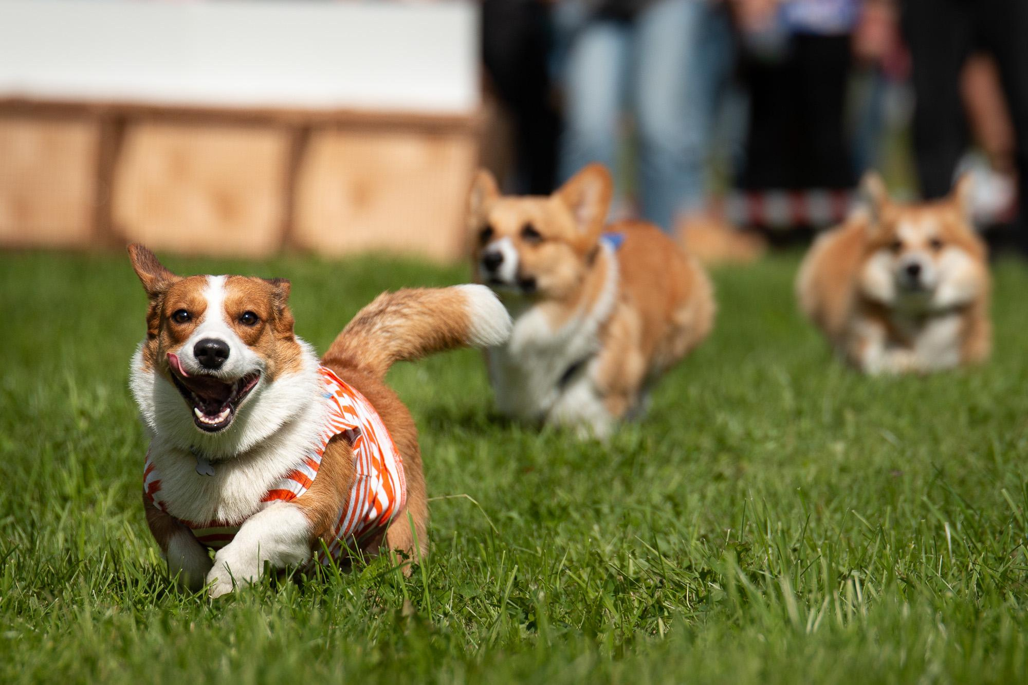 Прайс на фотосъемку (фотосессия щенков, экстерьерная съемка, репортаж). Фотограф анималист, семейный фотограф, фотограф собак Комратова Мария. г. Москва
