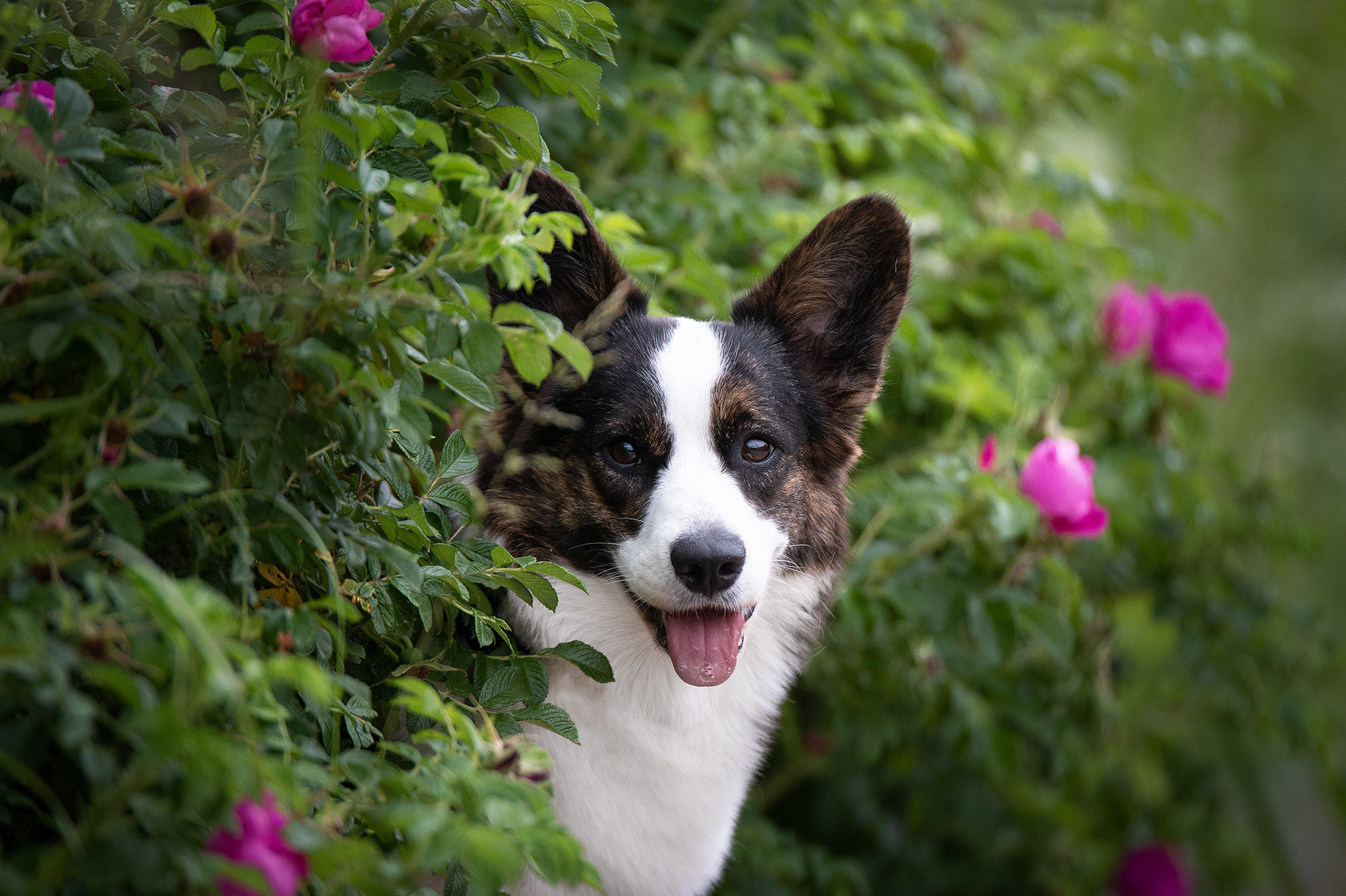 Прайс на фотосъемку (фотосессия щенков, экстерьерная съемка, репортаж). Фотограф анималист, семейный фотограф, фотограф собак Комратова Мария. г. Москва