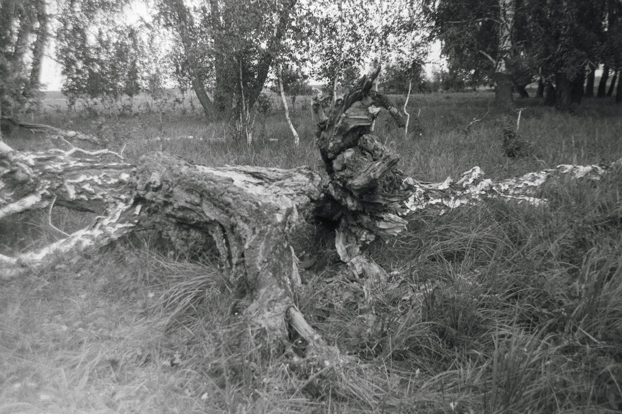 Сибирский путь. Julia Altukhova, multimedia artist