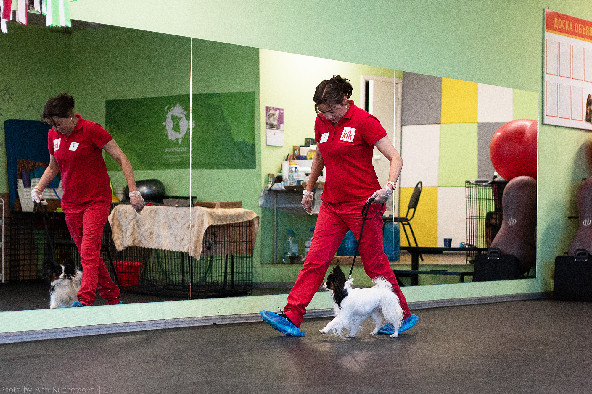 Племенной смотр 27.09.2020 г судья РКФ-FCI — А. Е. Логинов. НРОО КЦ "Собаковод"