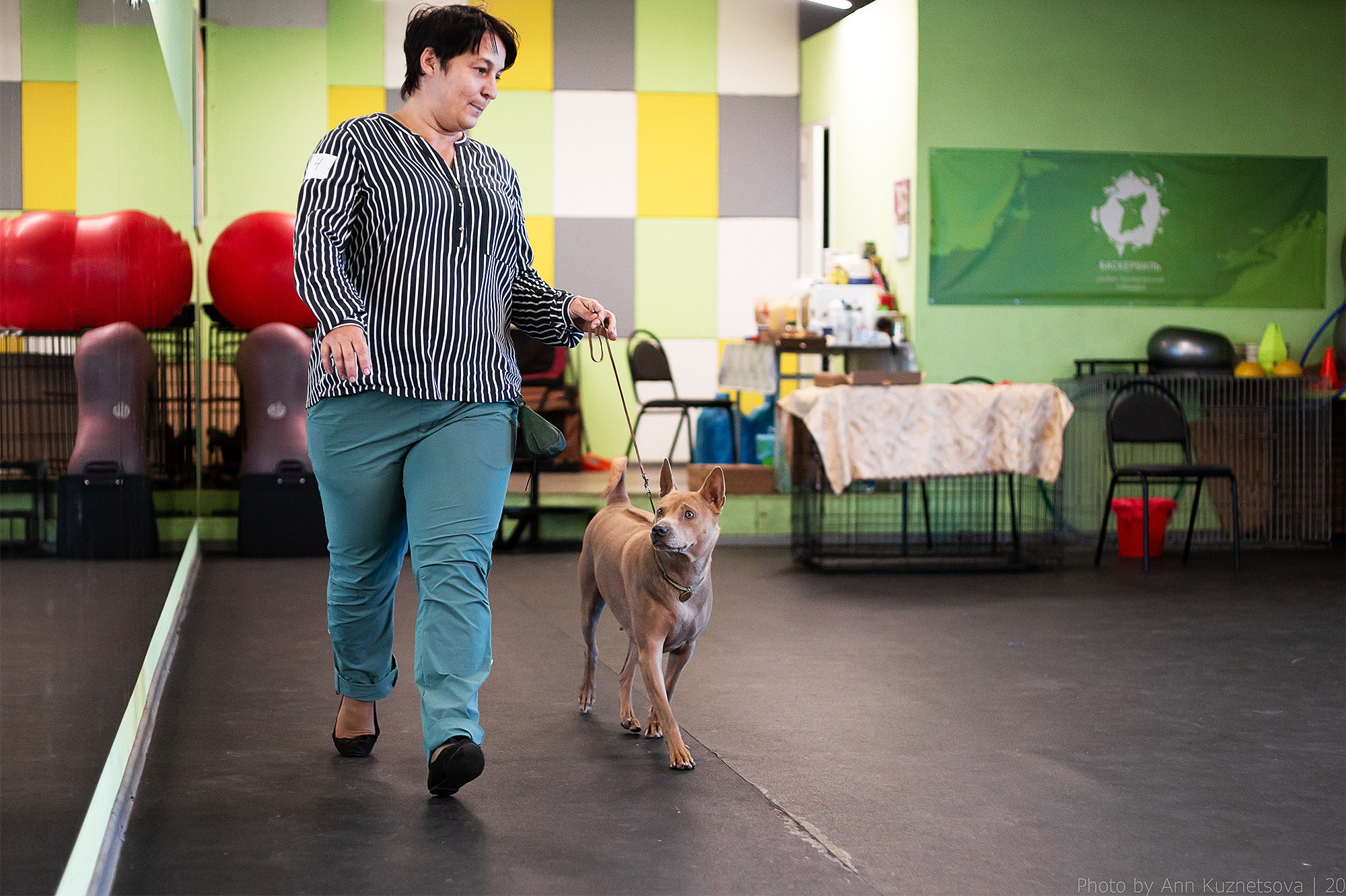 СЕМИНАР «Взгляд судьи из ринга». НРОО КЦ "Собаковод"