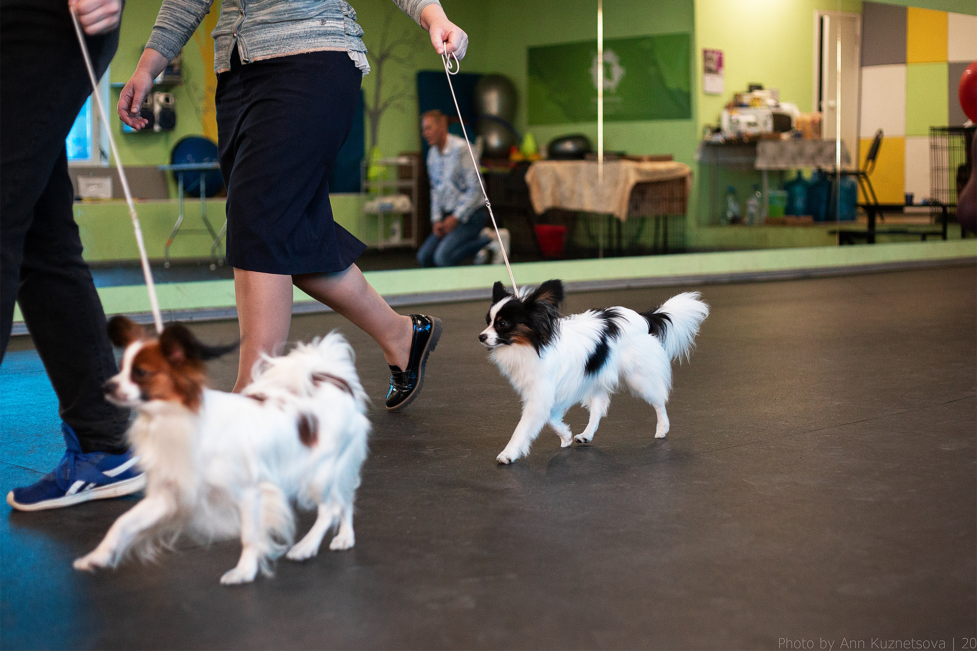 СЕМИНАР «Взгляд судьи из ринга». НРОО КЦ "Собаковод"