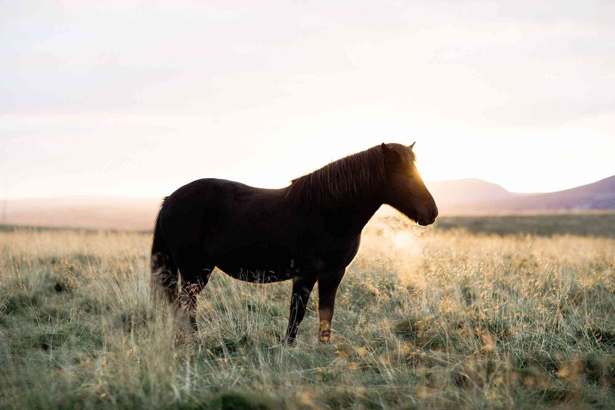 ВСТРЕЧА ЗАКАТА ЗА ГОРОДОМ. Скупова Екатерина — фотограф в Ростове-на-Дону