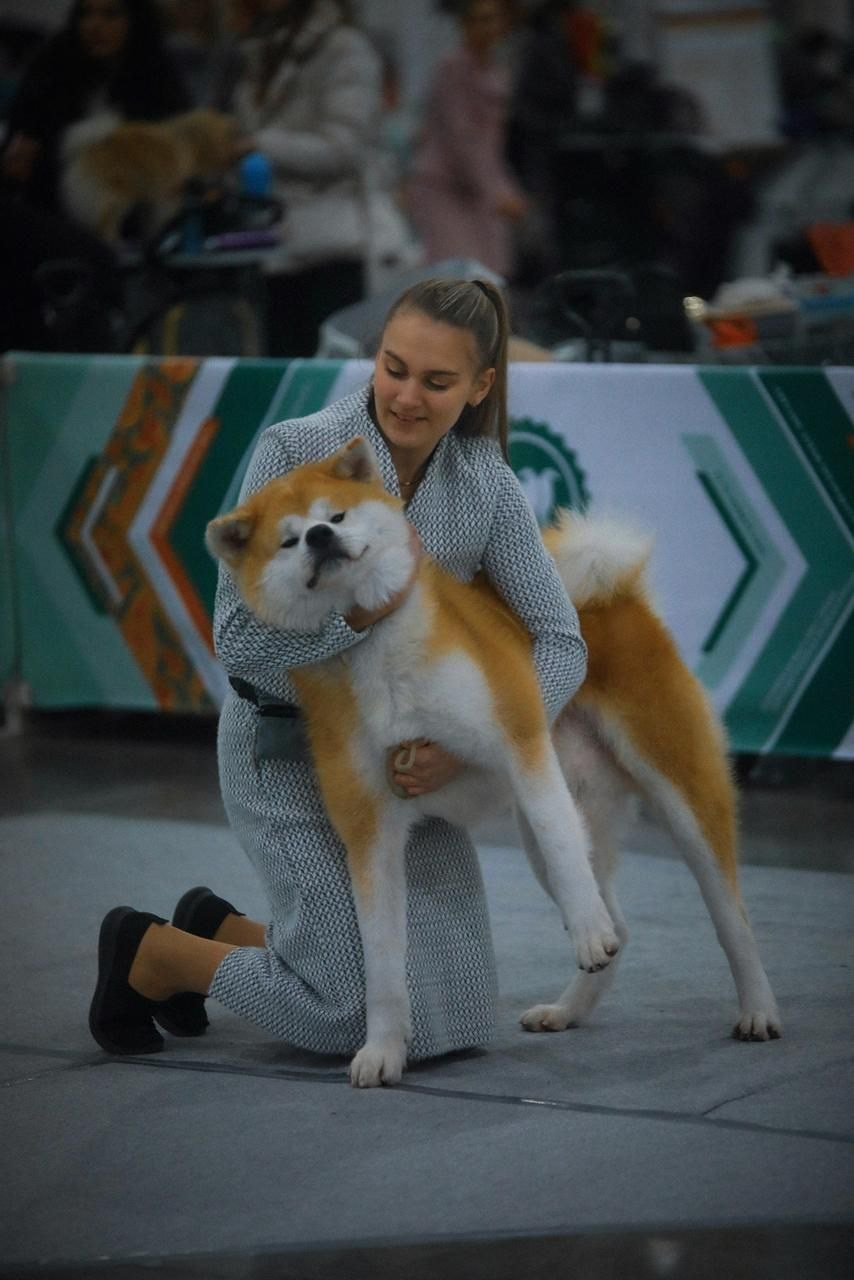 Информация. Питомник Акита-Ину