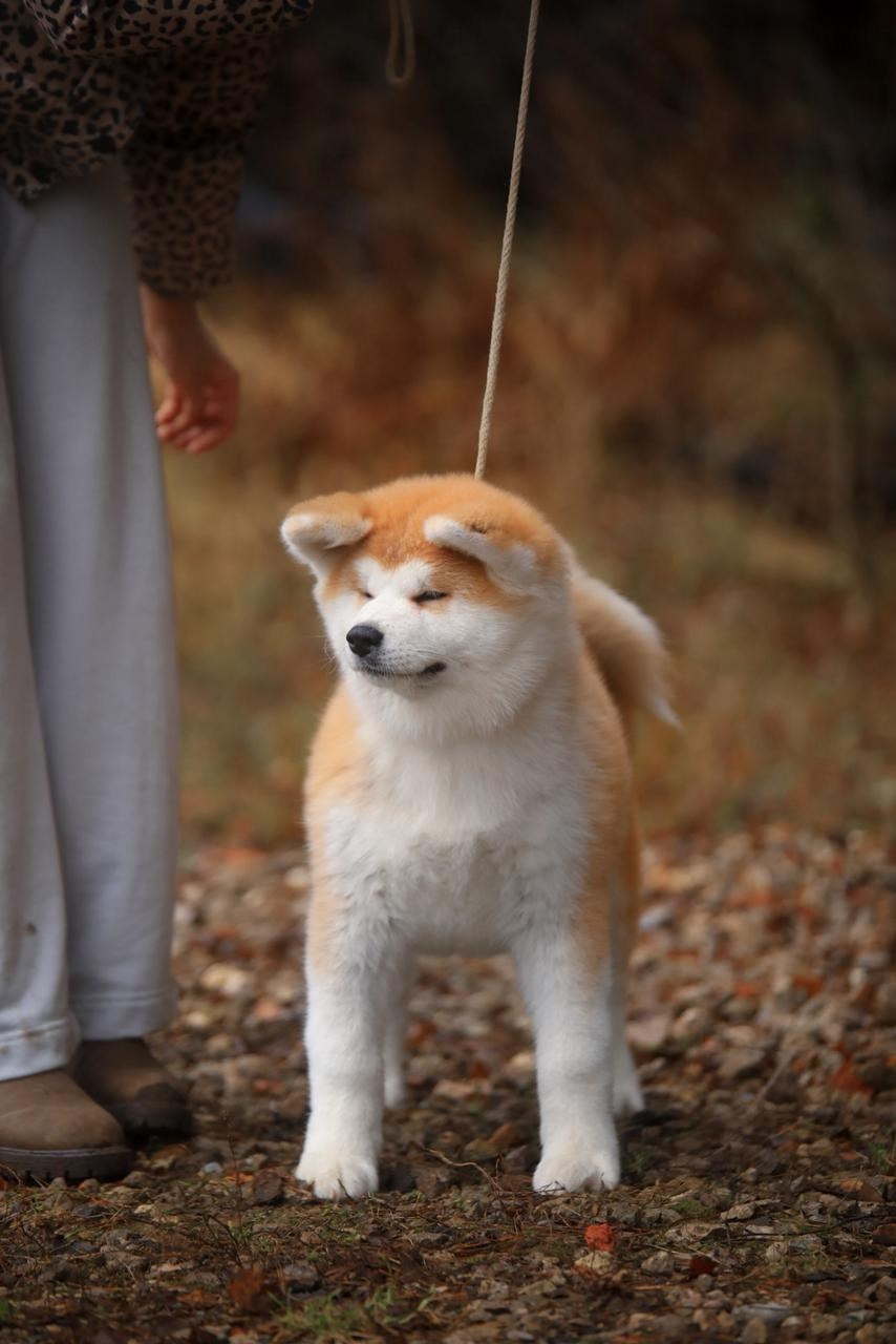 Красивые рыжие щенки Акита. Питомник Акита-Ину