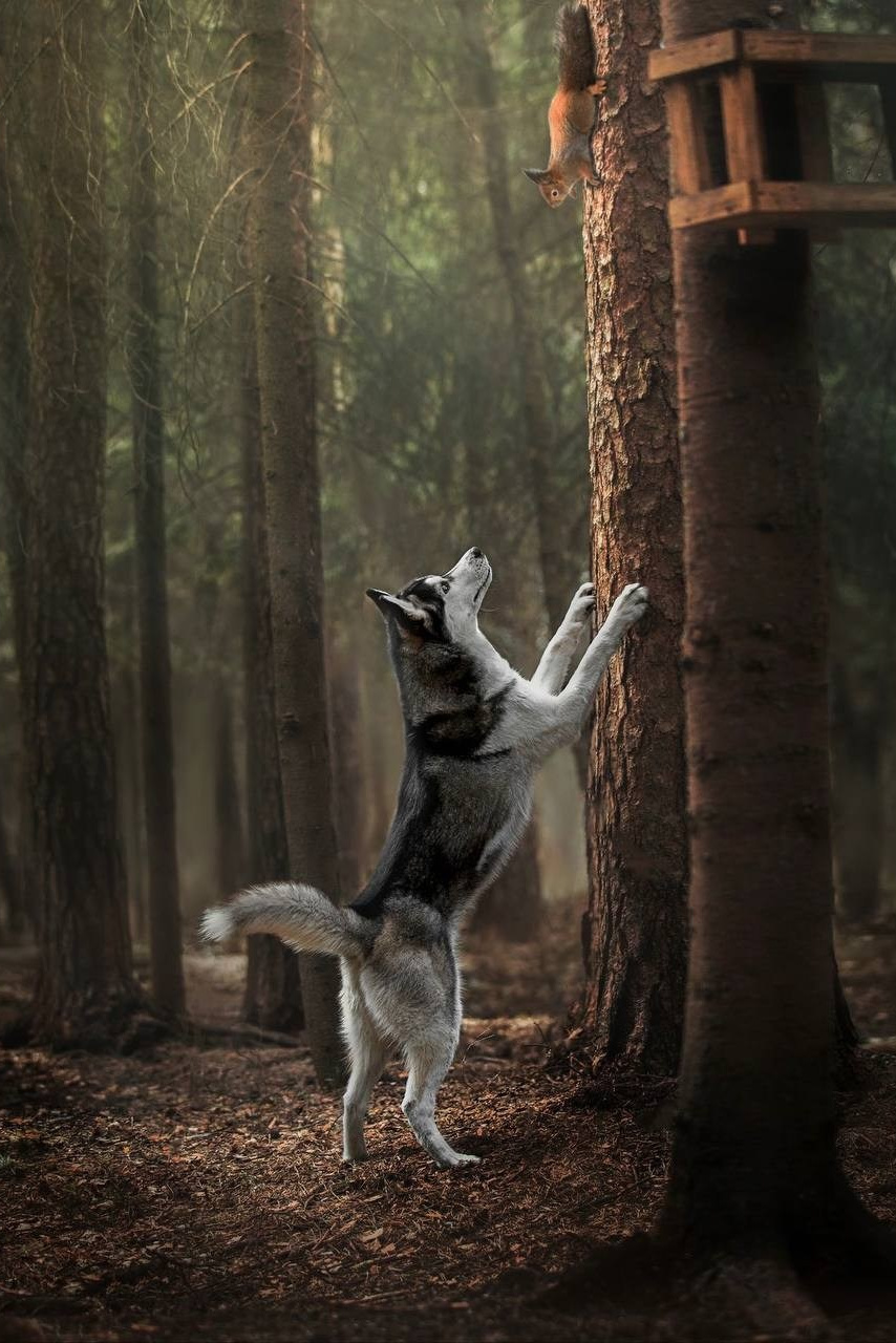 Наш корм. Полнорационный корм для северных ездовых собак