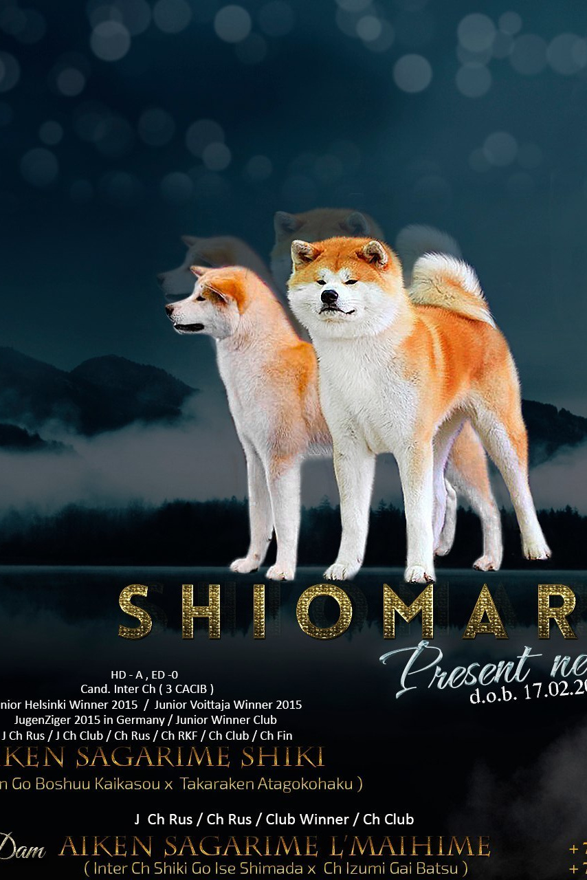 LITTERS. SHIOMARU Shiba and Akita Inu Kennel