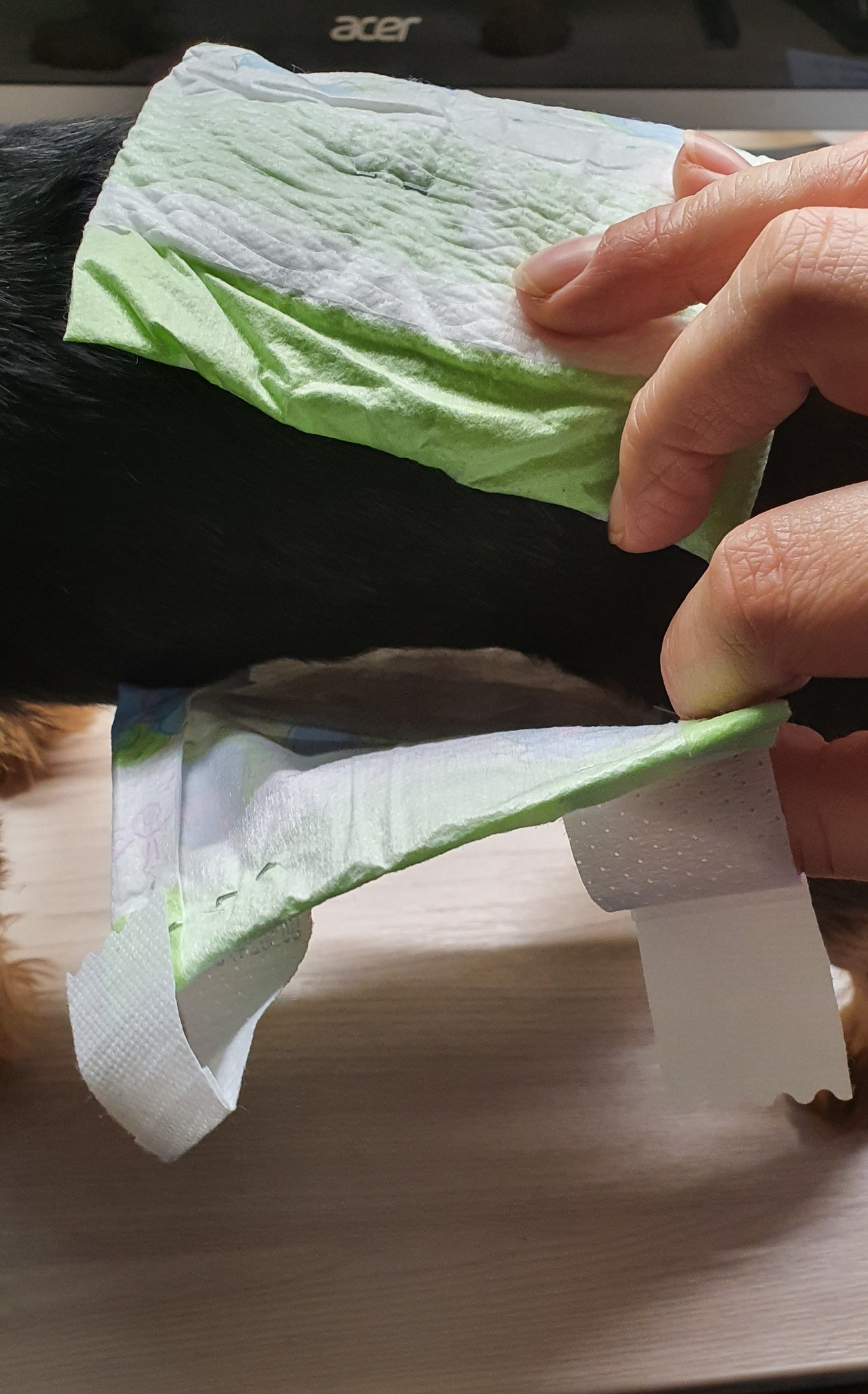 Если кобель стал метить, то можно сделать пояс из детских памперсов!. Питомник Йоркширских терьеров Дэнстайл в Санкт-Петербурге заводчик Тих