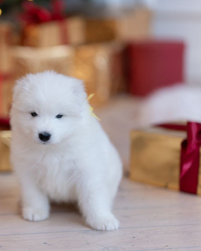 самоедская собака