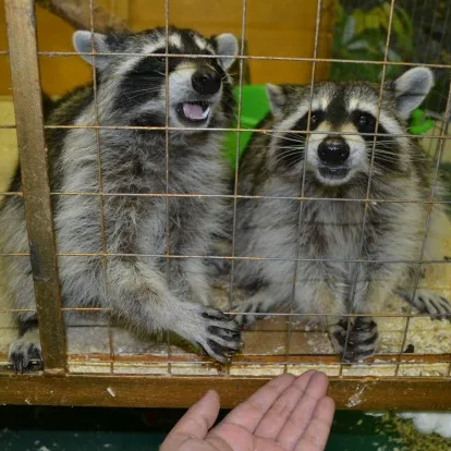 Гайд по Петербургу. Семейный, Свадебный фотограф СПБ Питер— Романова Екатерина