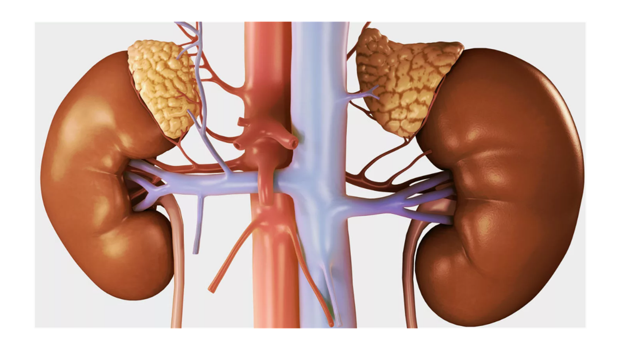 Какими препаратами компании Сово-Сова лечат надпочечники