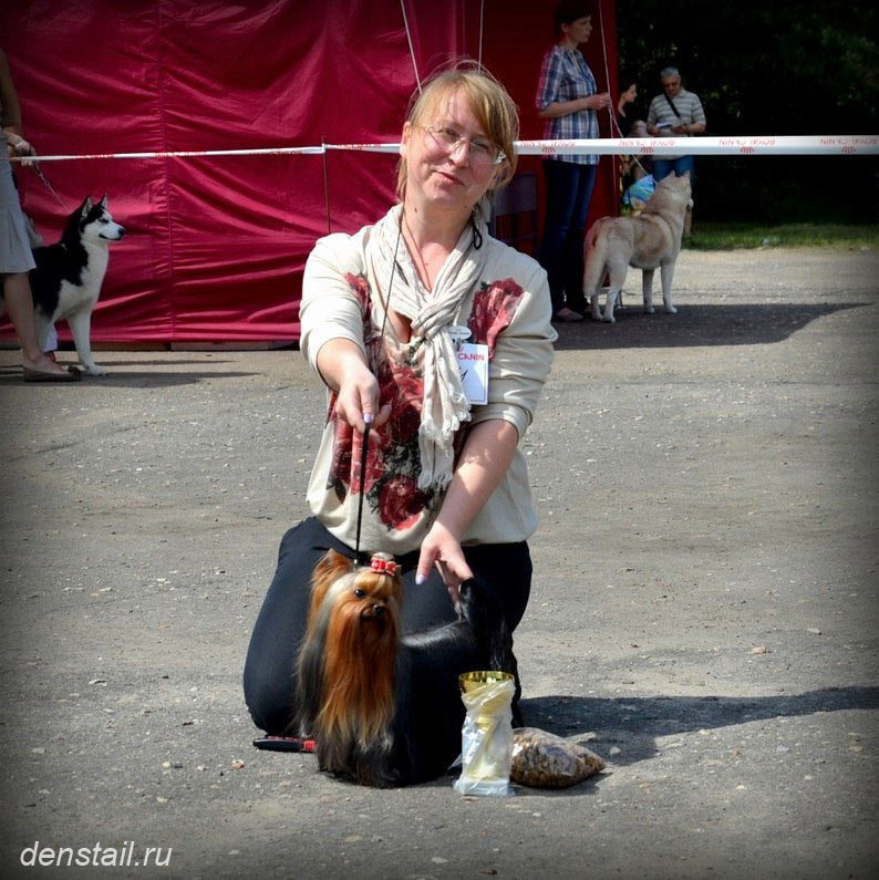 2014 г Результаты выставок. Питомник Йоркширских терьеров Дэнстайл в Санкт-Петербурге заводчик Тих