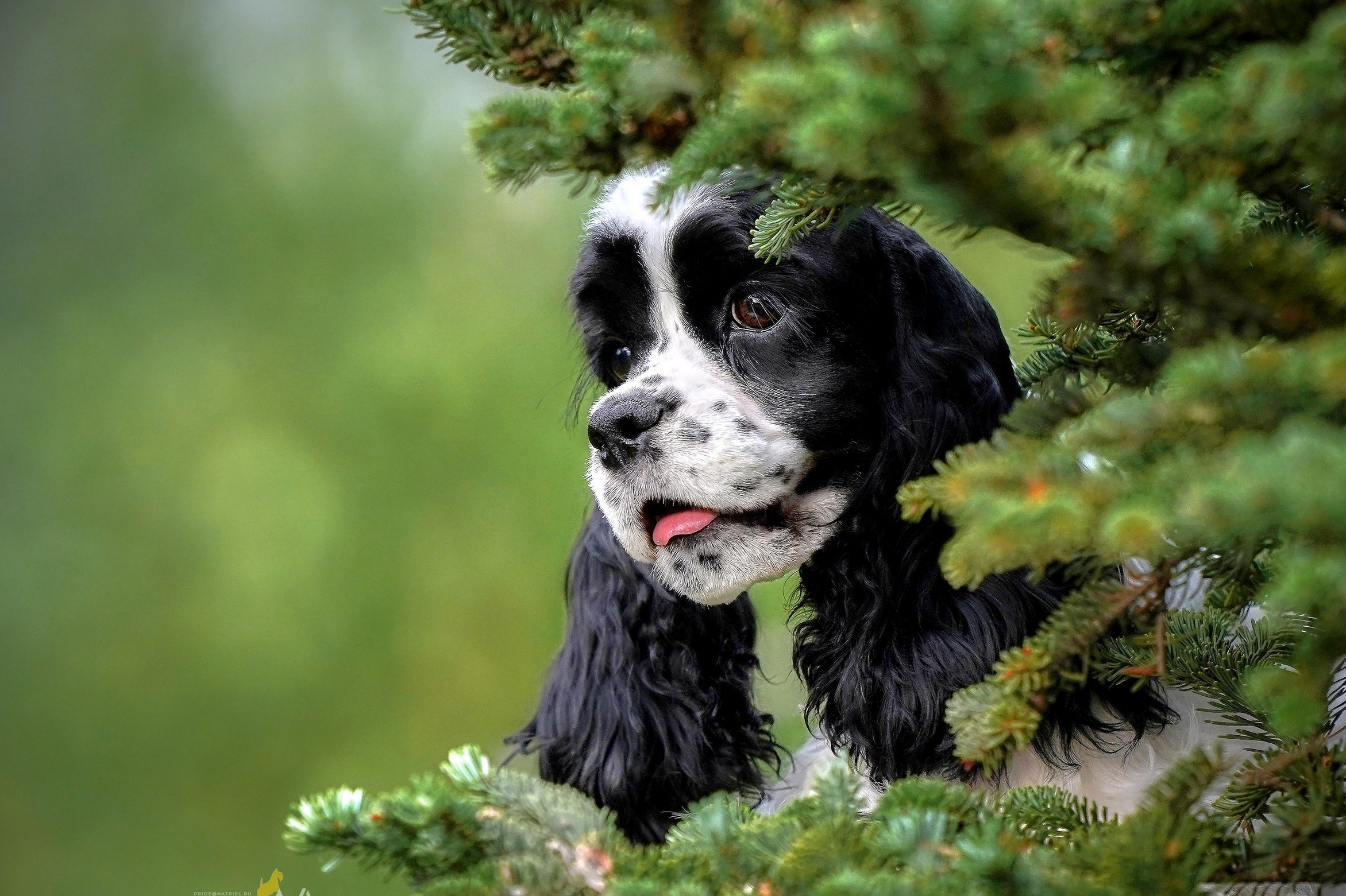 портрет собаки ель взгляд летом