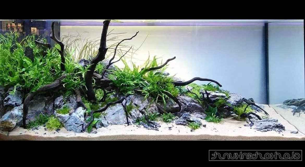 Переоформление растительного аквариума. Аквариумист Максим Ерёмин. Aqua Maxim