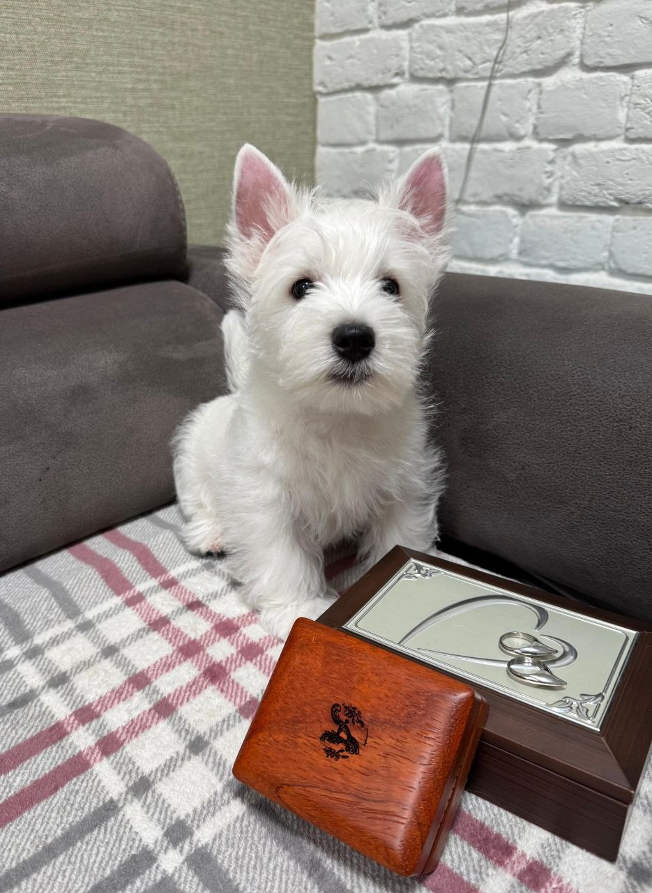 Щенки 250 725. Питомник собак породы вест хайленд вайт терьер в Москве