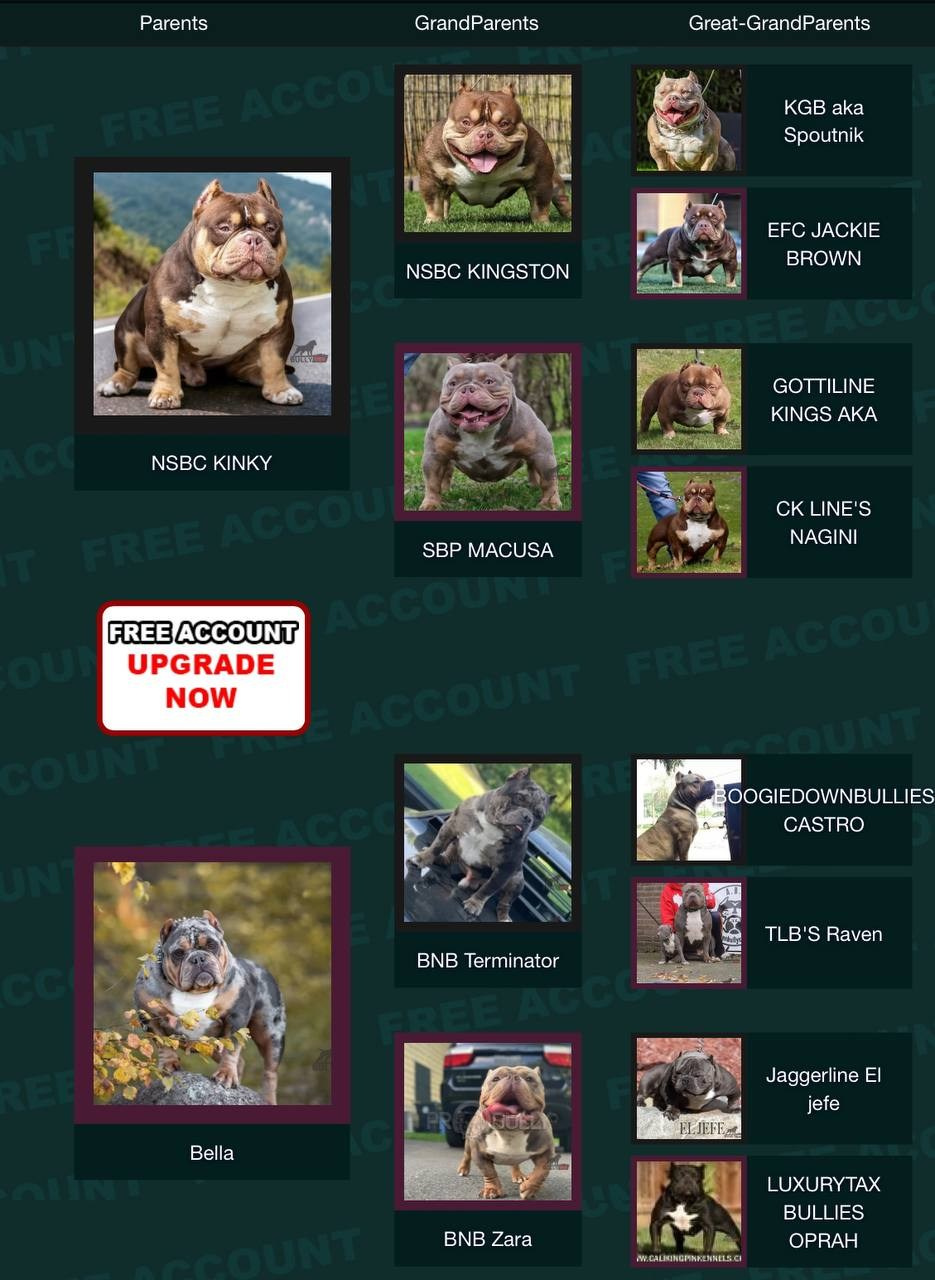 Родословная Молли. Питомник американских булли Bounty Pride Bully