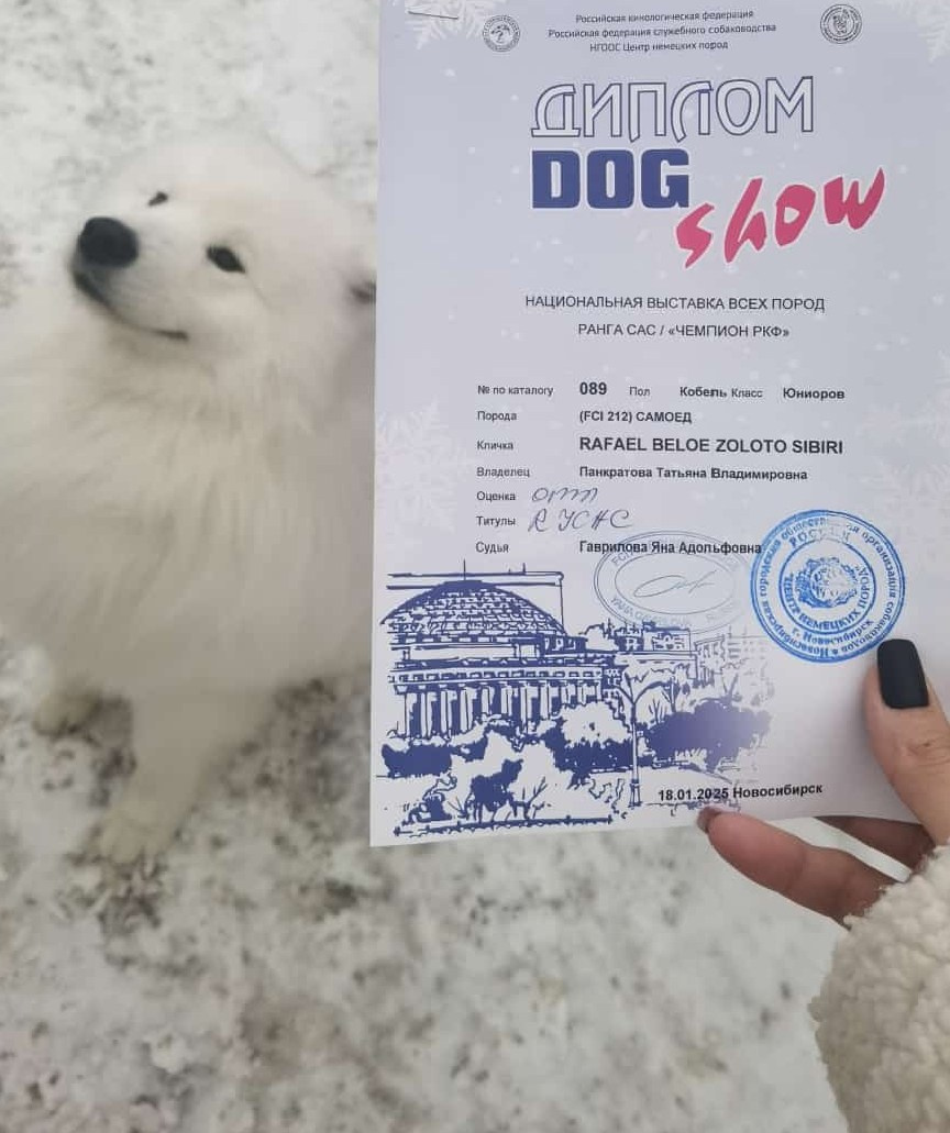 RAFAEL BELOE ZOLOTO SIBIRI. Самоед Новосибирск