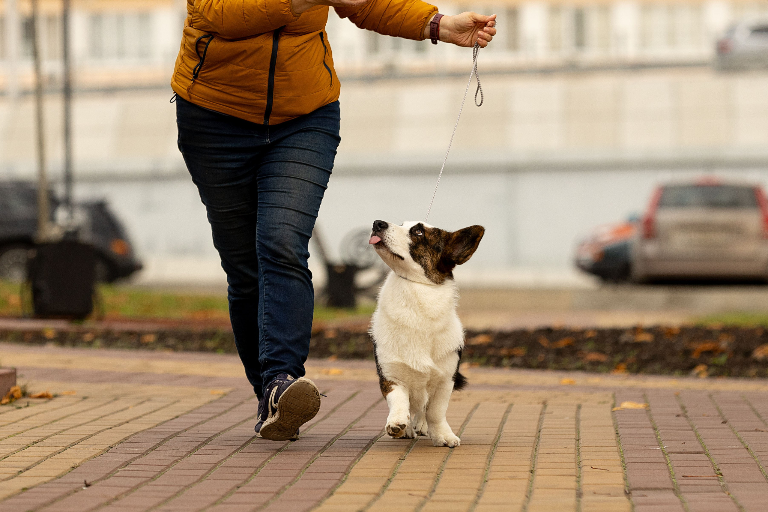 Купить щенка вельш корги кардиган из питомника Ice Fantasy. Ice Fantasy kennel: professional breeding of Siberian huskies and wels