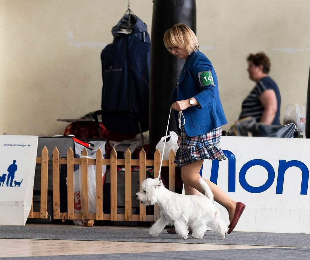 Новости питомника собак. Питомник собак породы вест хайленд вайт терьер в Москве