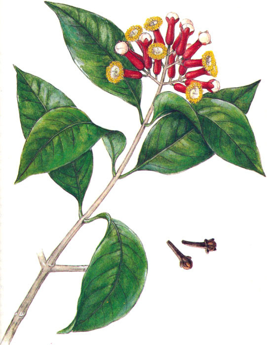 Эфирное масло Гвоздика/Clove. VDAO.RU — исцеляющие практики