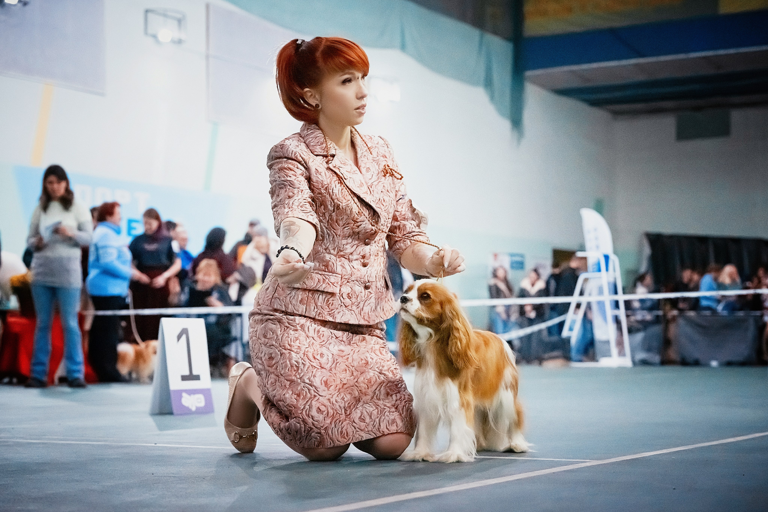 Выставки. Питомник кавалер кинг чарльз спаниелей