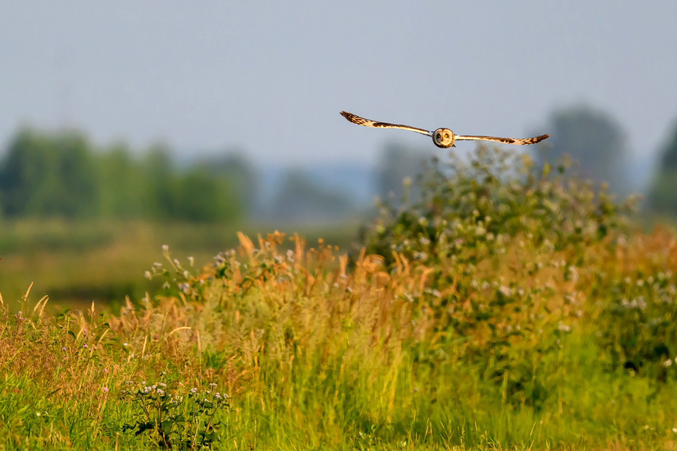 Совы и аисты. Owls and Storks. Wildlife photography by Sergey Puponin