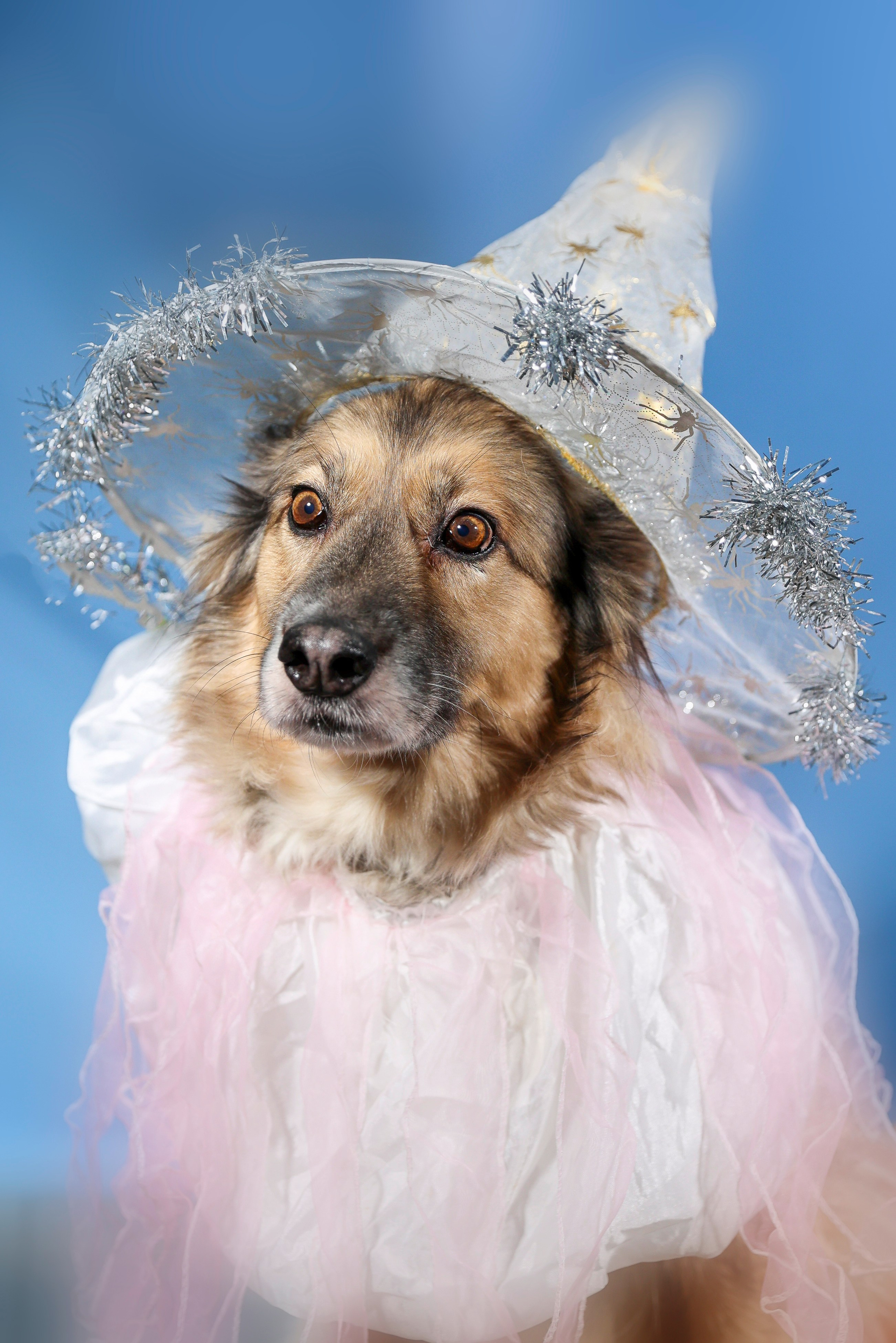 Приют четвероногий АНГЕЛ. Фотограф 📸 семейный, предметный, репортажный