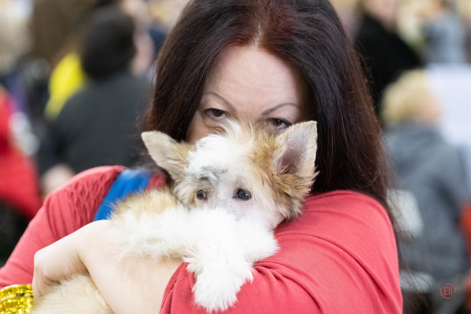 Poale Ell Chen’s First Exhibition. Chinese Crested Dog: Buy a Puppy from a Kennel