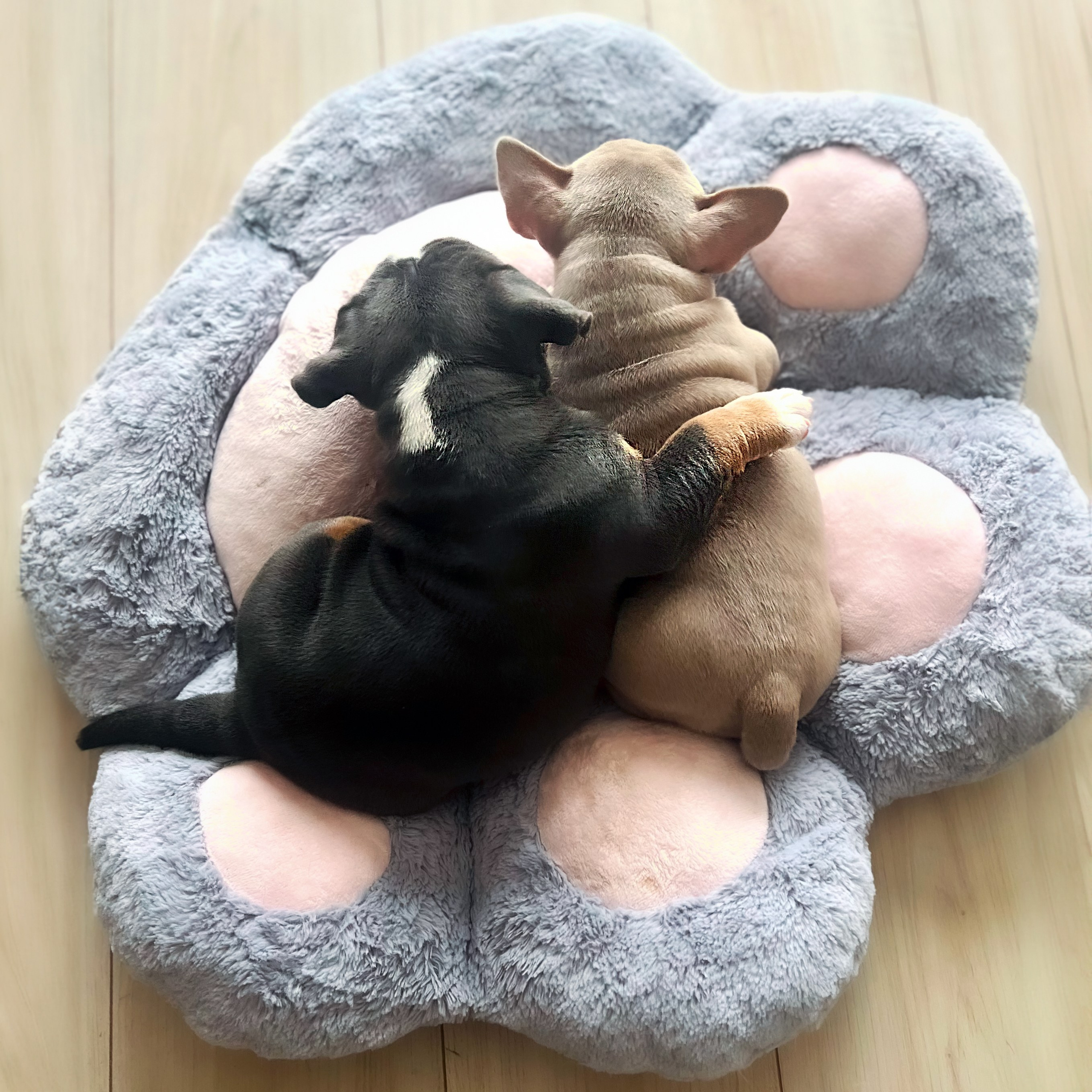 Портретная и семейная съемка. Фотограф анималист