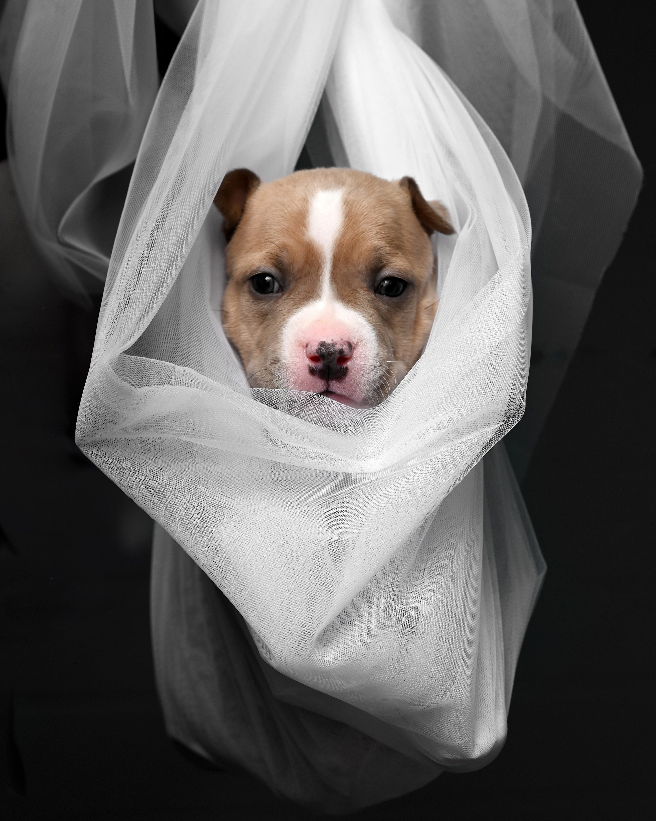 Съемка животных. Предметная фото и видеосъемка в Саратове| Профессиональный фотограф