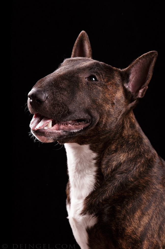 Приглашаю на студийные фото дни в феврале!. Фотограф-анималист Natalia Deingel | Фотосъемка собак в Москве