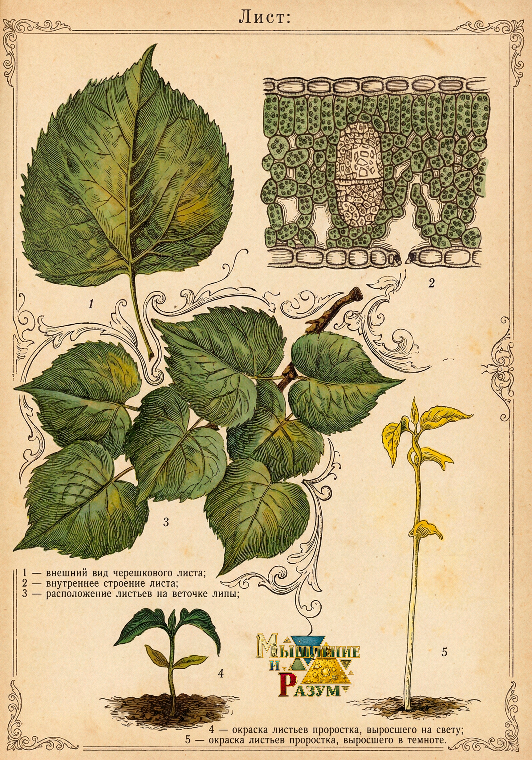 Про листья. Мышление и разум