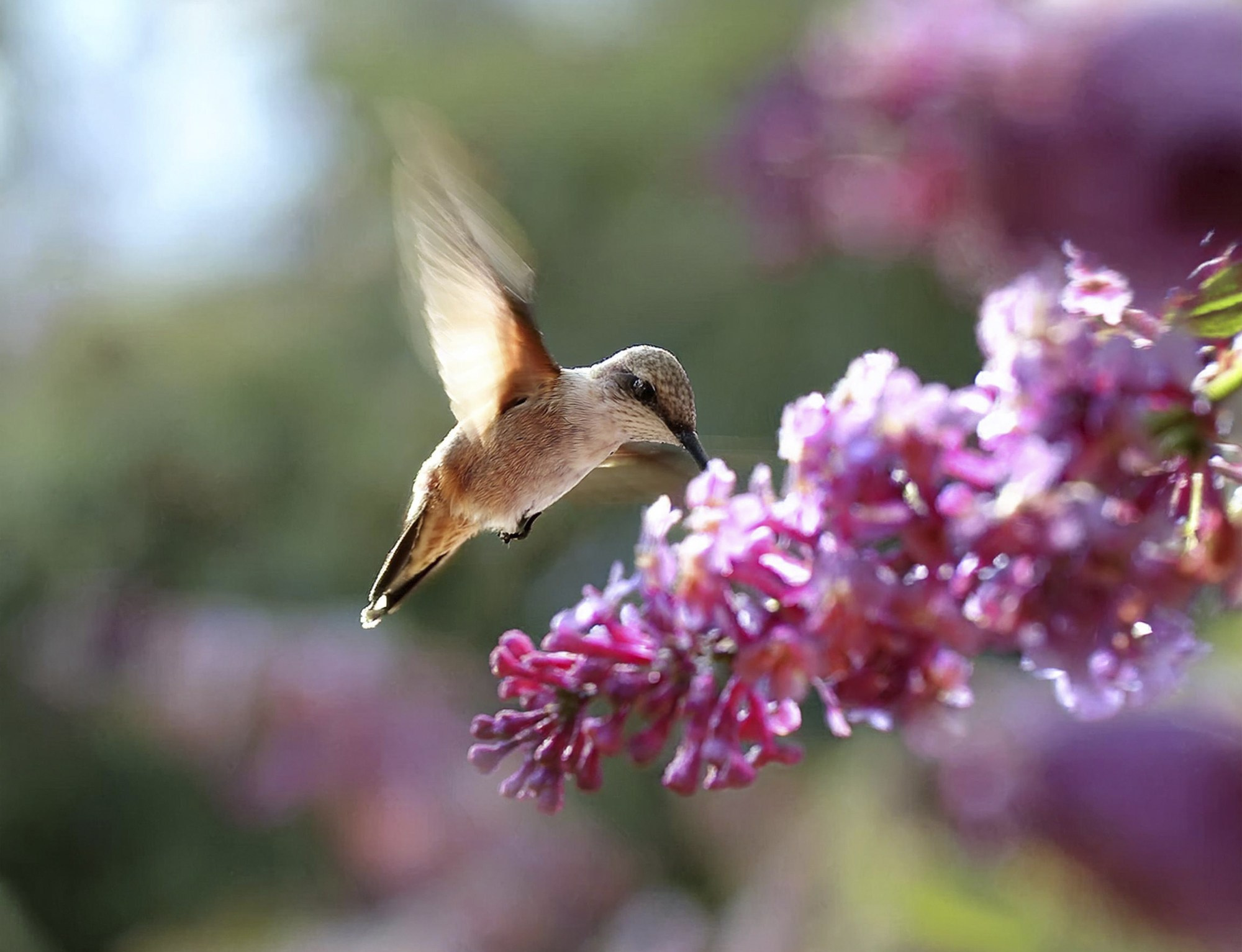Покорите небо: Ваше руководство по птичьей фотографии. Сафронов Иван — портретный фотограф в Москве