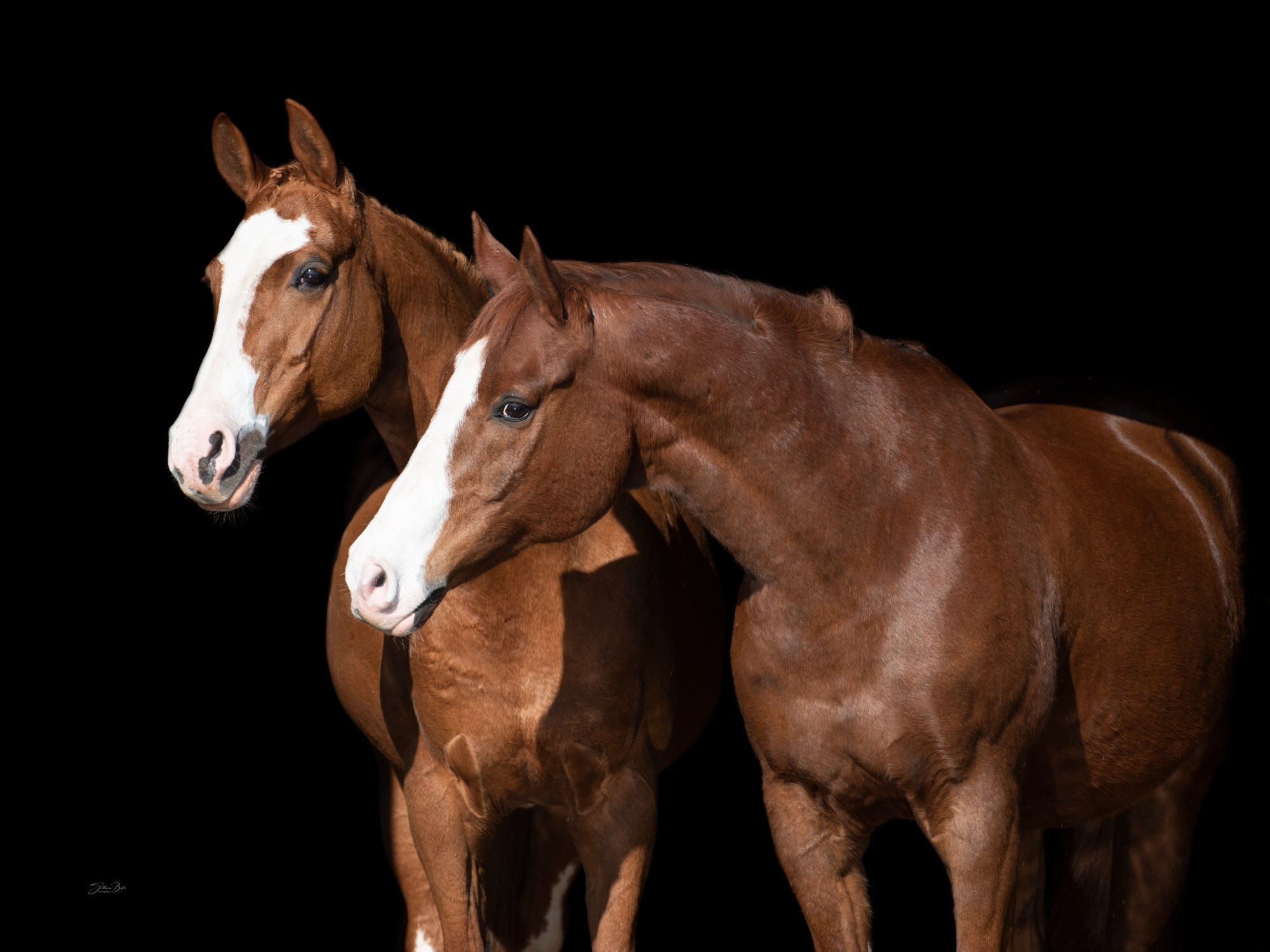 Портрет лошади, лошадь, конь, фото лошади, фотография лошади, конный фотограф, съемка лошадей, фотограф лошадей, конная фотография, конный фотограф, конный фотограф в спб, профессиональный фотограф спб, фотограф спб, ахалтекинец, рысак, спортивная лошадь, конный клуб, фотосессия с лошадьми, экстерьерная съемка лошадей, съемка лошадей на продажу, конная выставка, фотограф питер,  рысак, ахалтекинец, тинкер, помесная порода, тяжеловозы, дончак, донская порода, тракен, буденовец