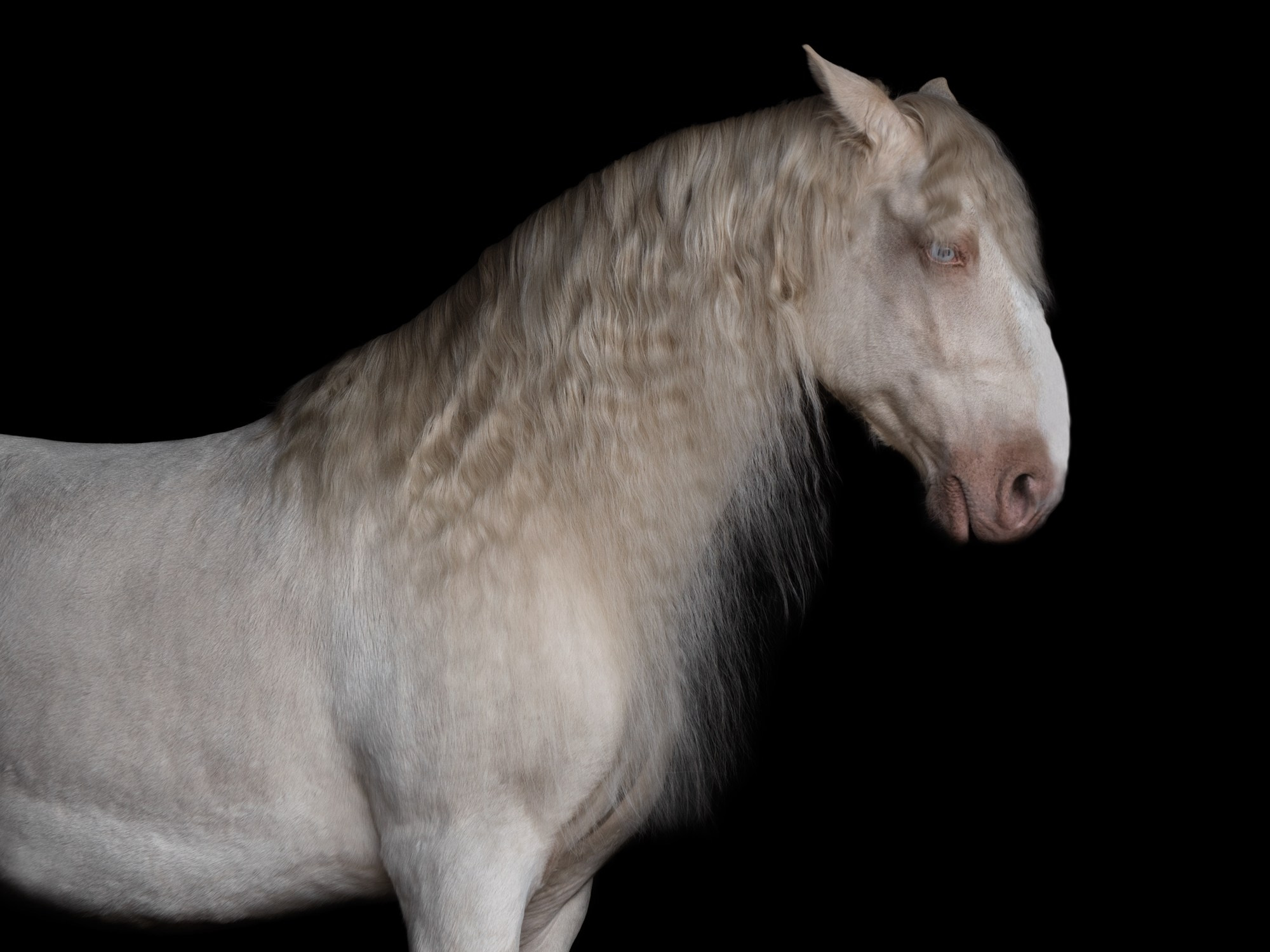 Портрет лошади, лошадь, конь, фото лошади, фотография лошади, конный фотограф, съемка лошадей, фотограф лошадей, конная фотография, конный фотограф, конный фотограф в спб, профессиональный фотограф спб, фотограф спб, ахалтекинец, рысак, спортивная лошадь, конный клуб, фотосессия с лошадьми, экстерьерная съемка лошадей, съемка лошадей на продажу, конная выставка, фотограф питер, рысак, ахалтекинец, тинкер, помесная порода, тяжеловозы, дончак, донская порода, тракен, буденовец