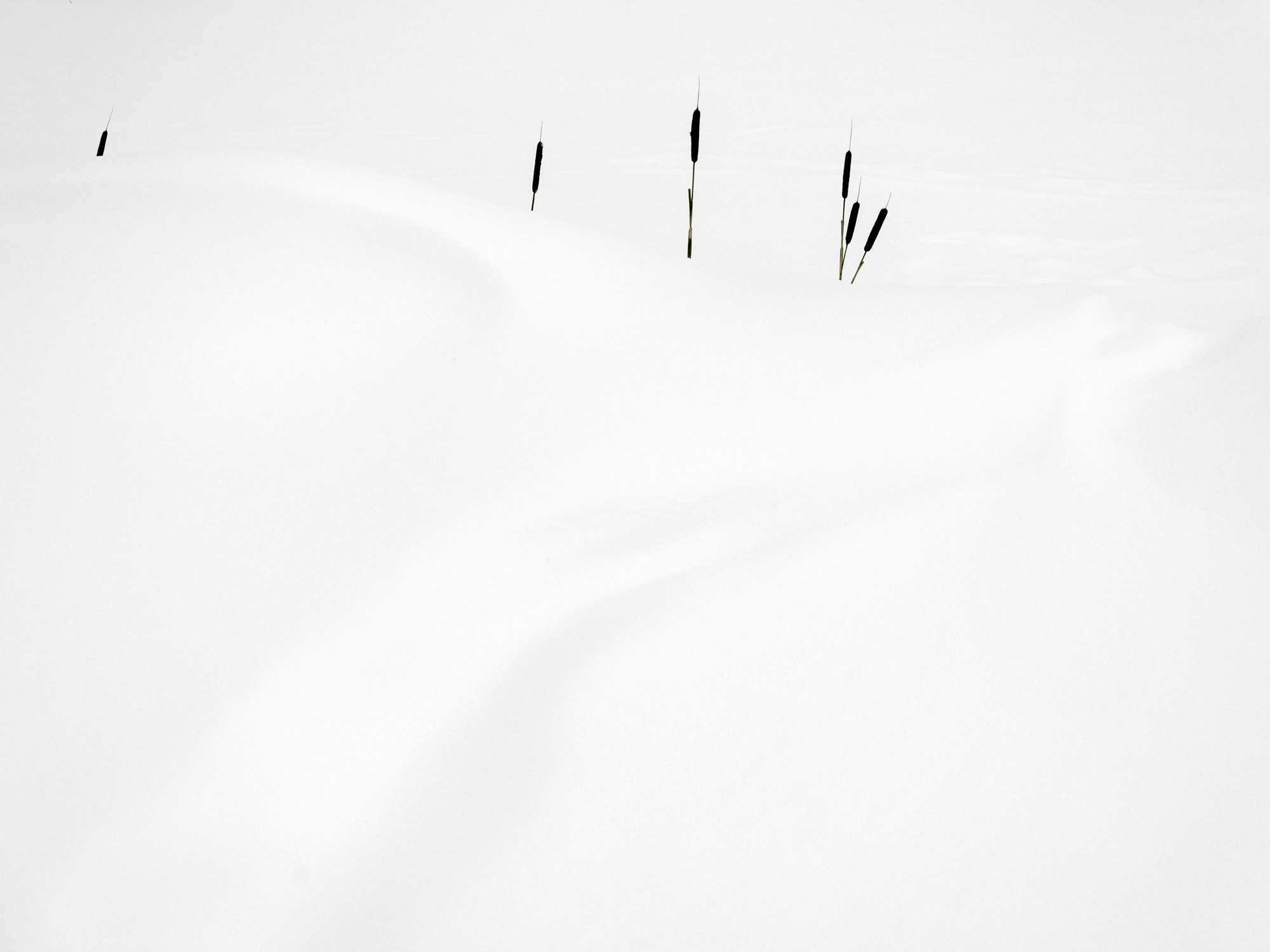 Visual artist Olya Mironova