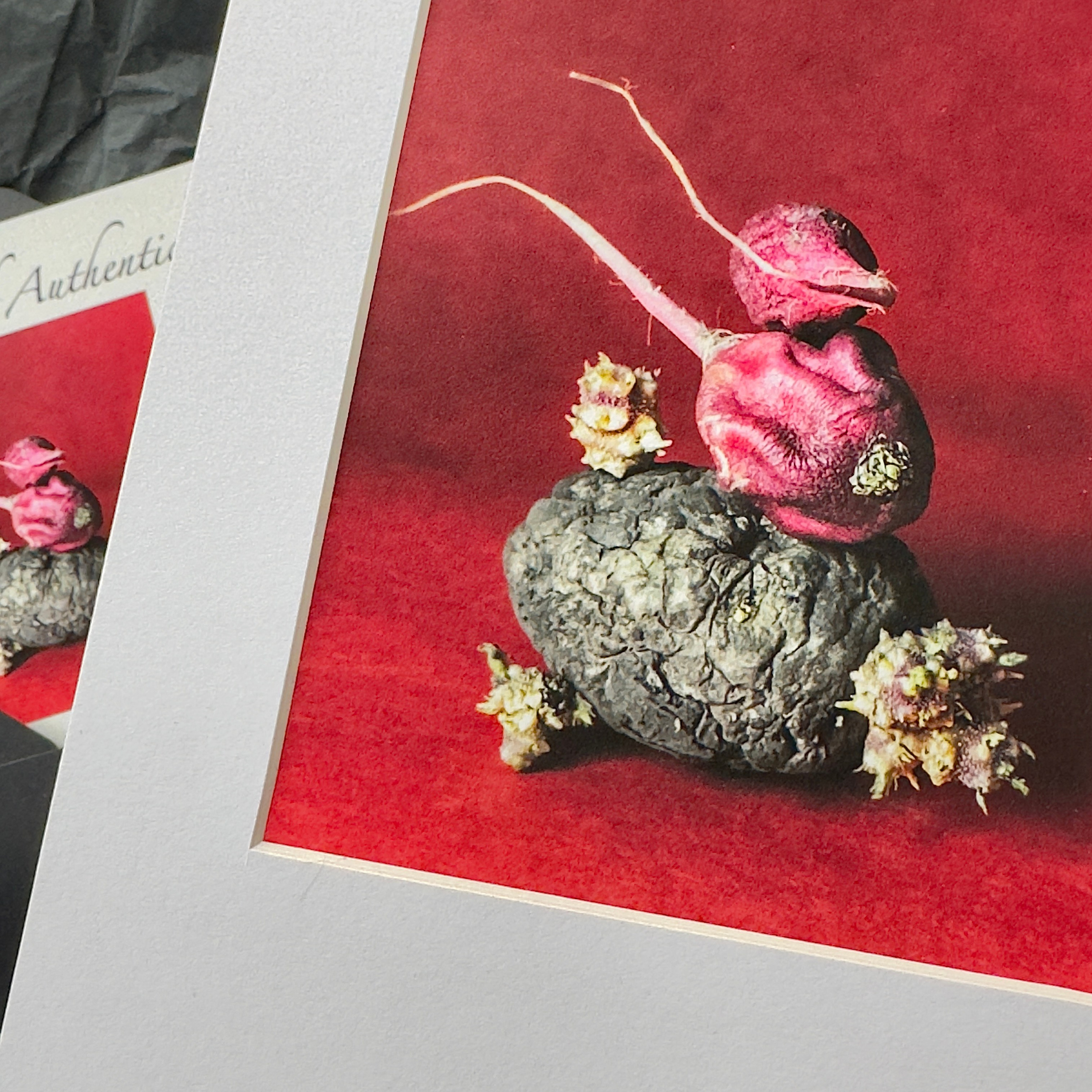 Limited edition print from The Primavera series by Elena Anosova