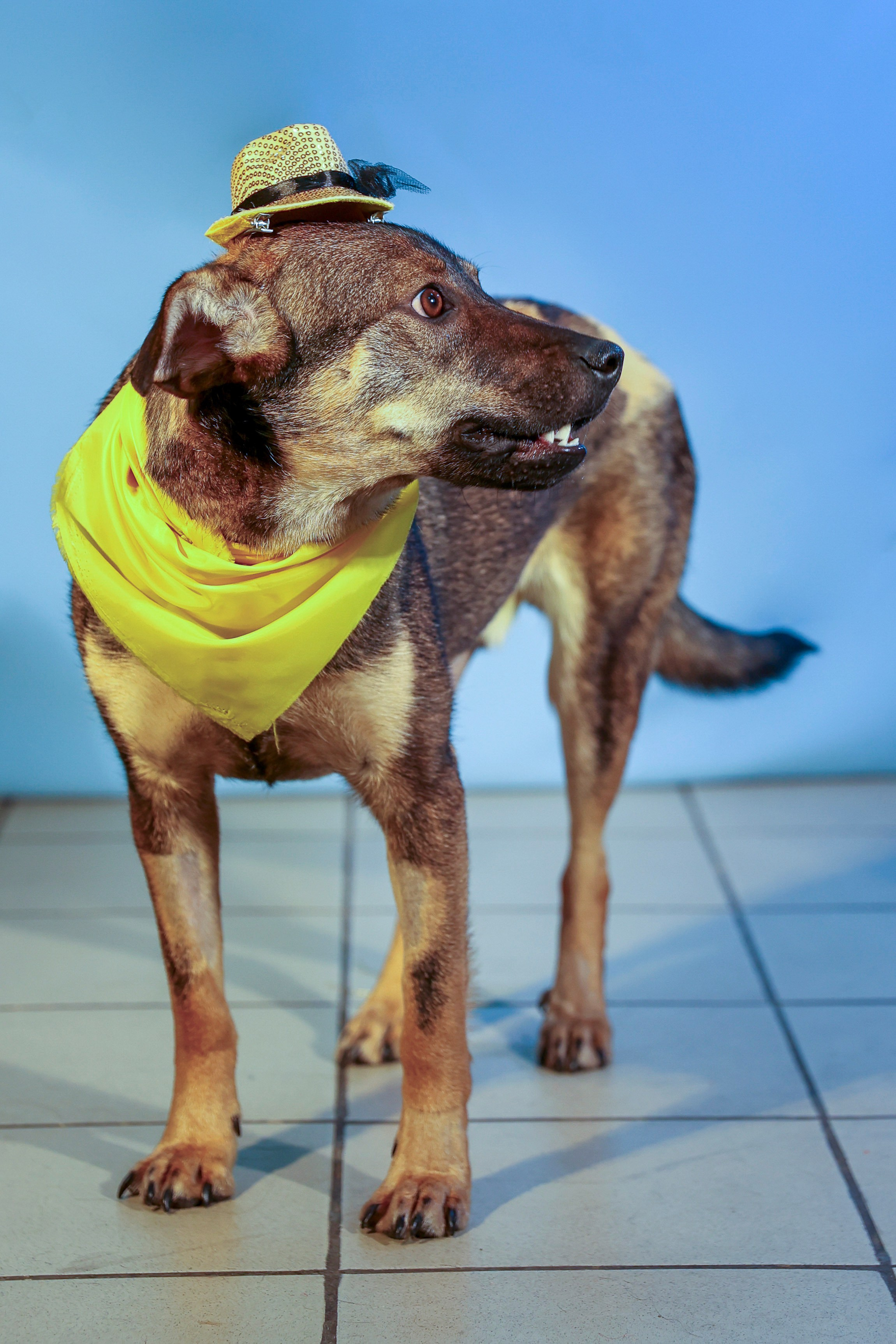 Приют четвероногий АНГЕЛ. Фотограф 📸 семейный, предметный, репортажный