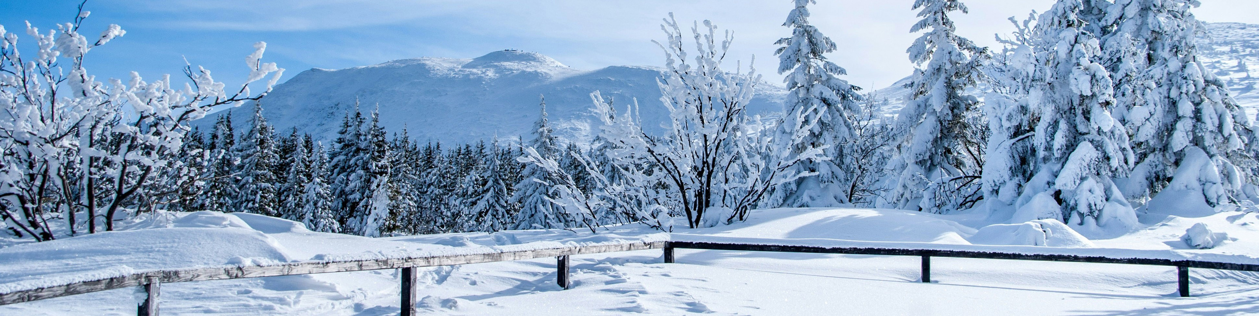 Стоимость работы мимов и ходулистов. Мимы и Ходулисты на встречу гостей. Москва