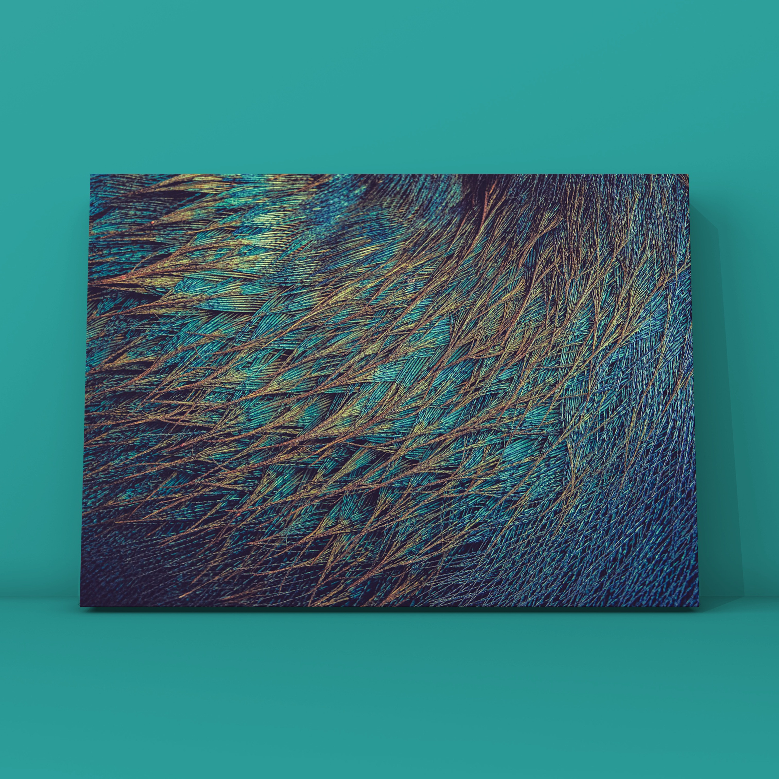 Перья павлина 1. Фотограф в Москве Сергей Коршунов