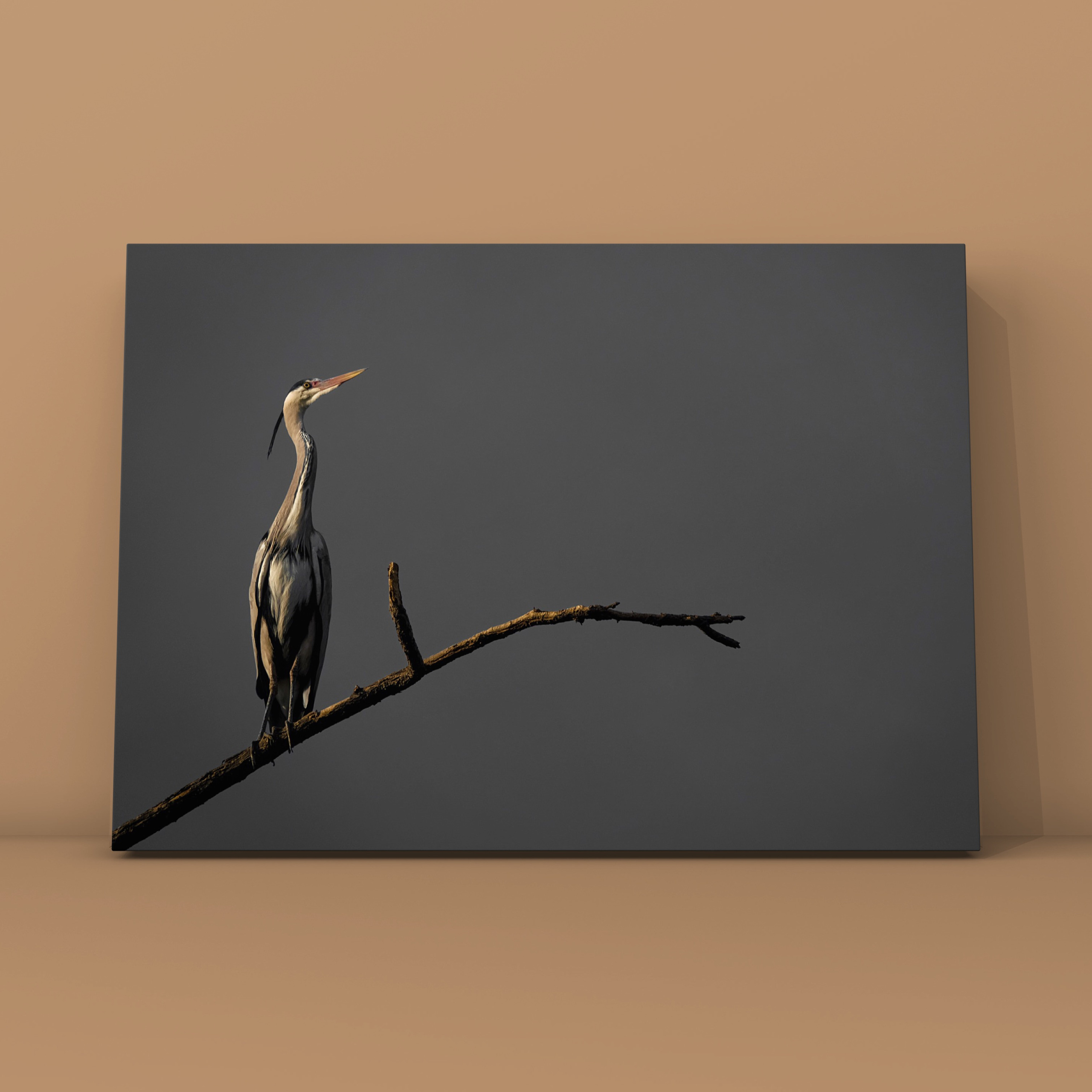 Цапля Барселона 2. Фотограф в Москве Сергей Коршунов