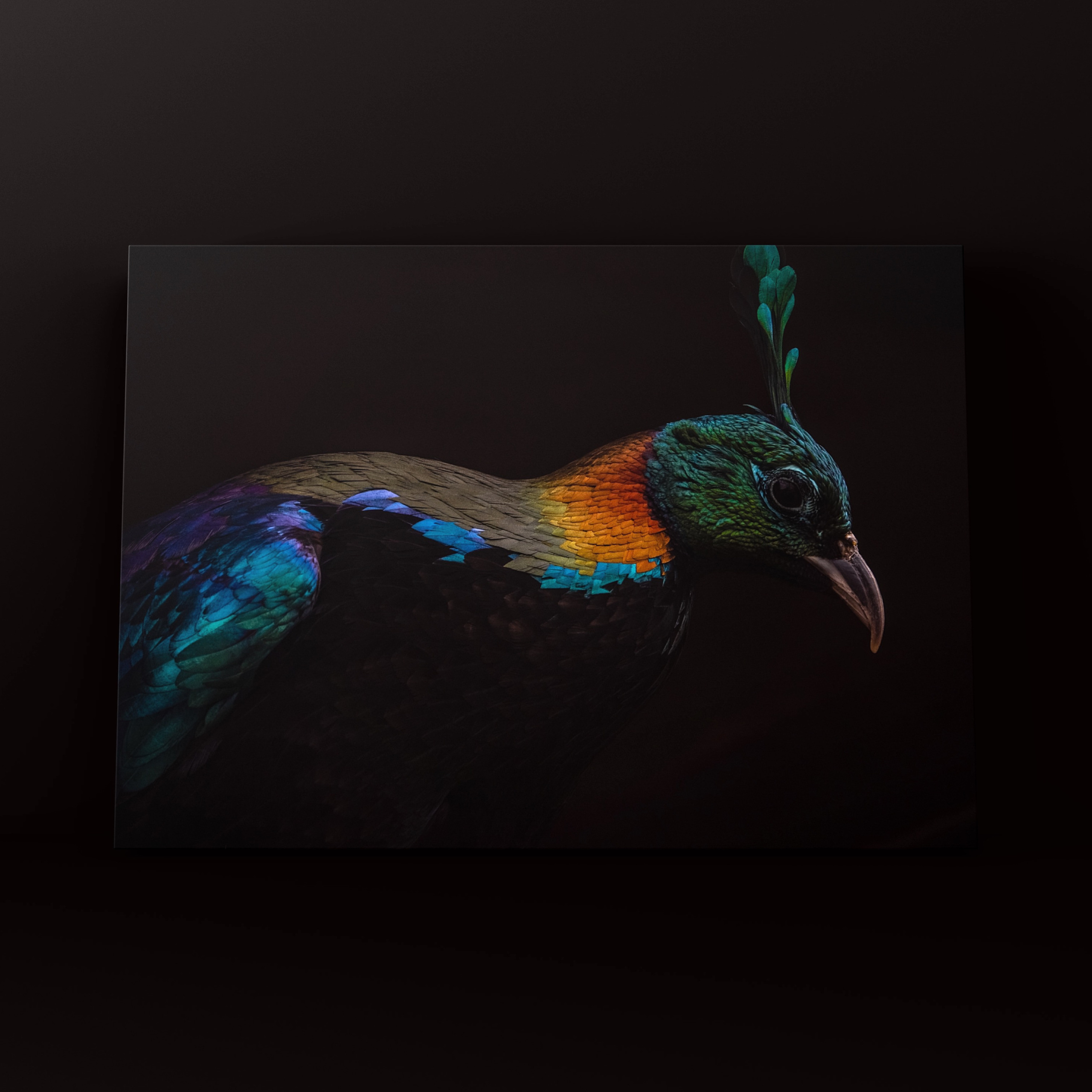 Гималайский монал московский зоопарк. Фотограф в Москве Сергей Коршунов